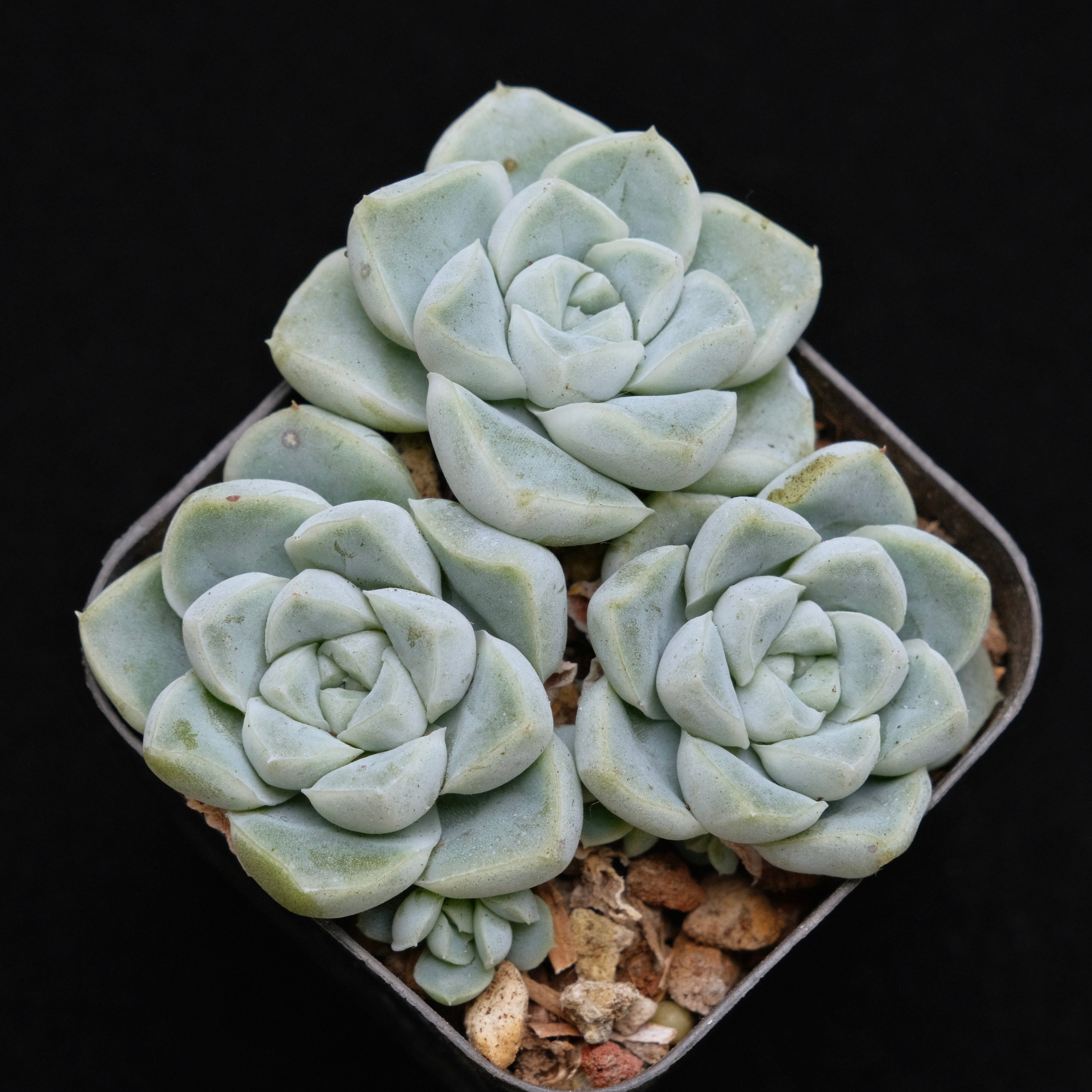 Echeveria Dodoli Korean Succulent Plant (no drops on leaves yet)