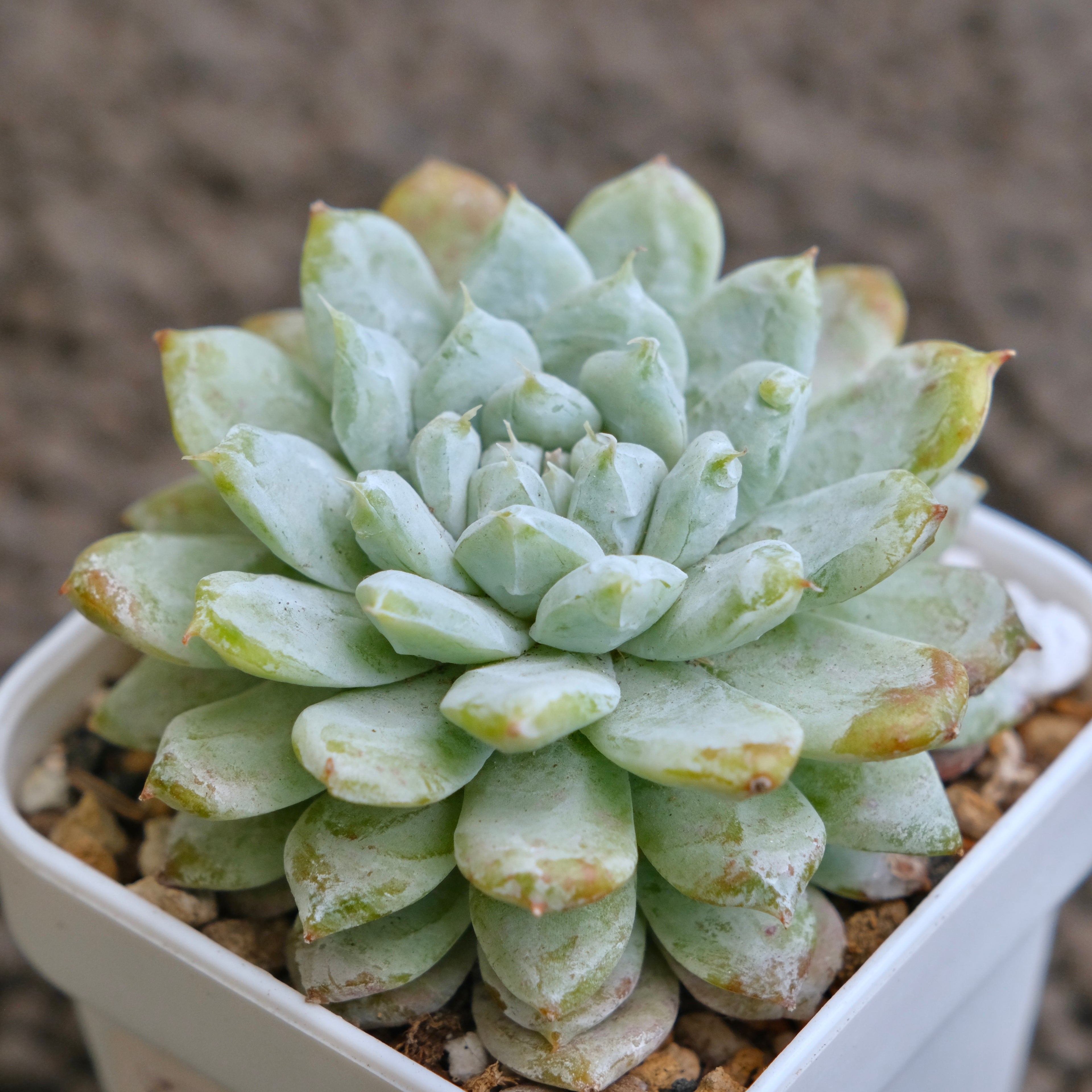 Echeveria Snow Peak Korean Succulent Plant - C