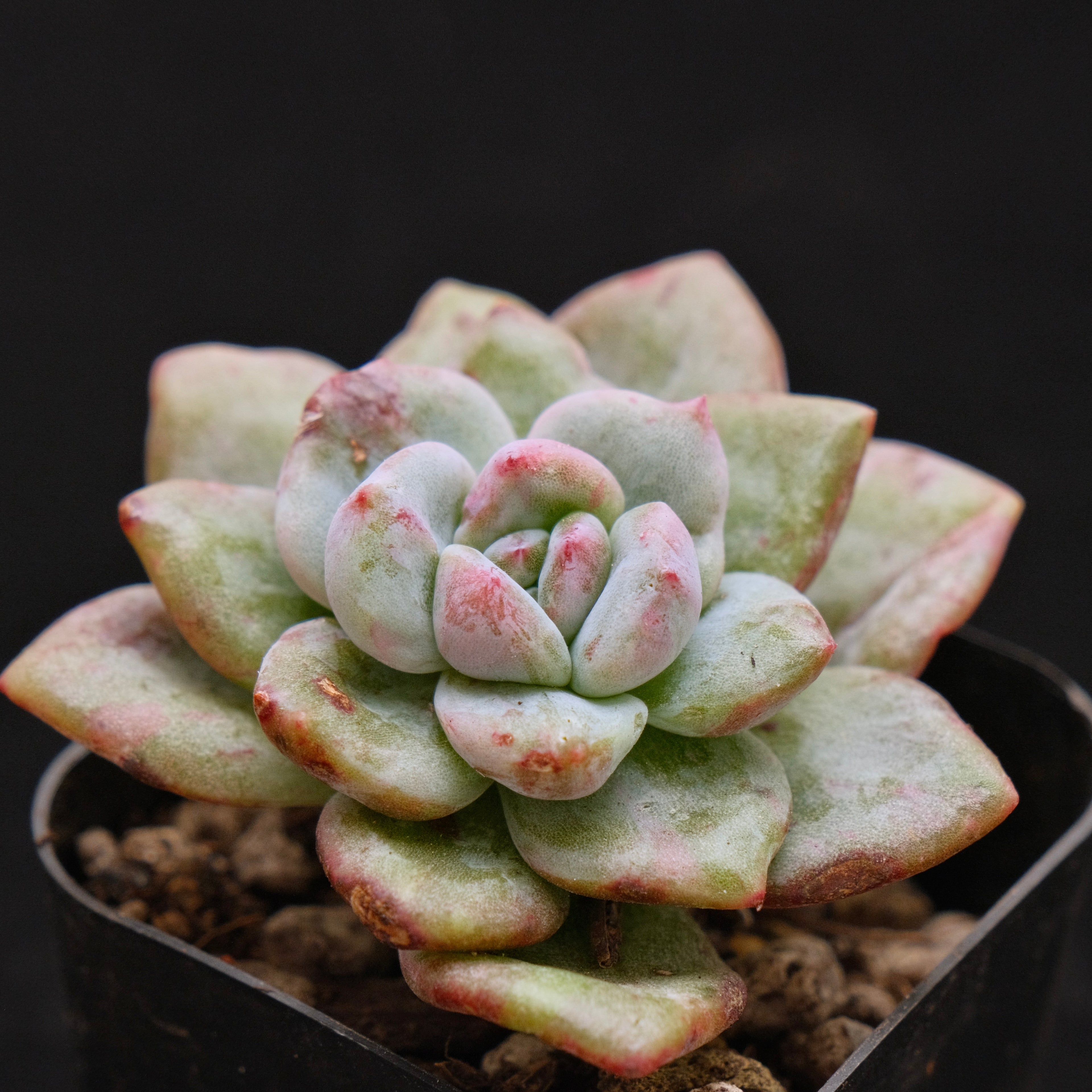 Monstrose Echeveria Champaign Korean Succulent Plant
