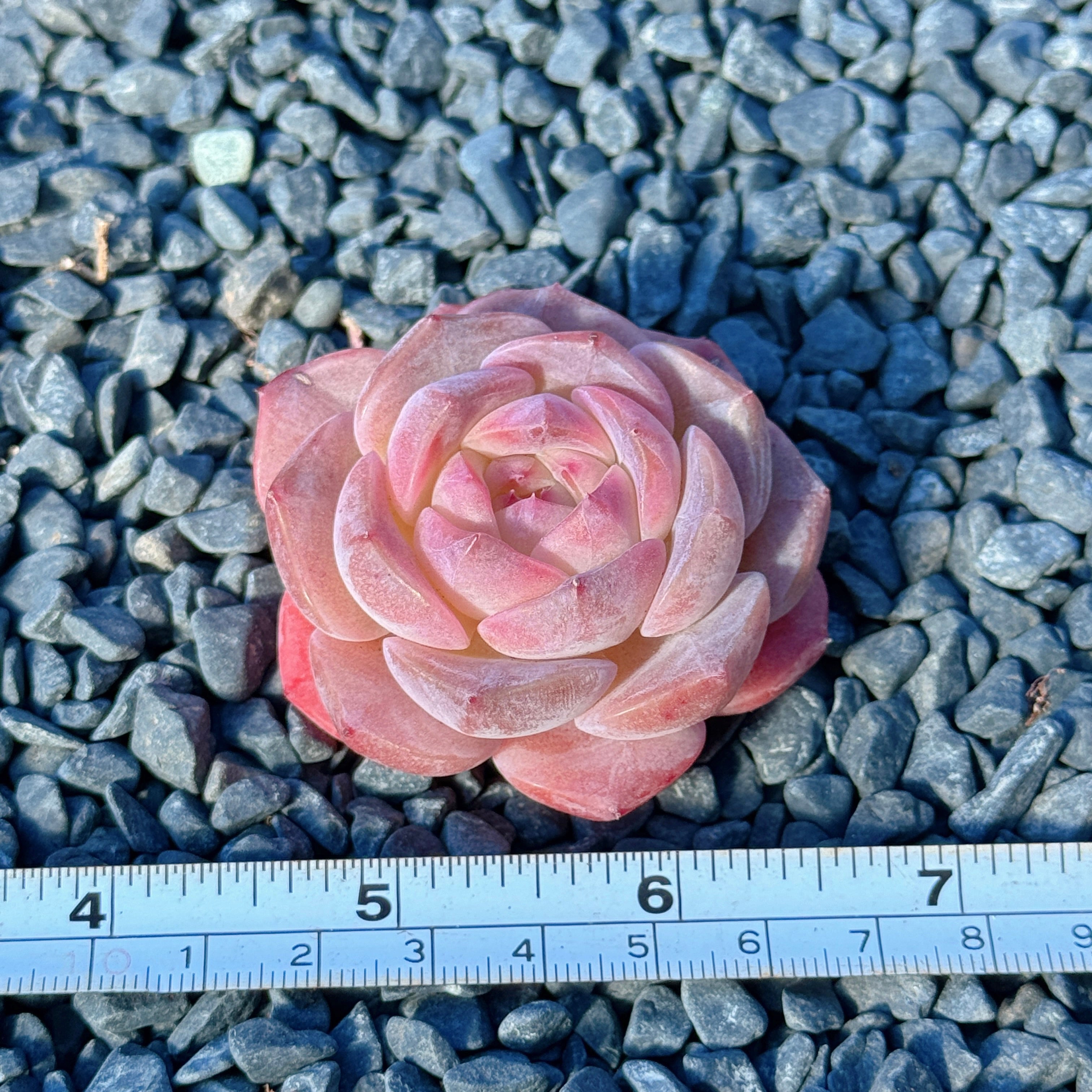 Echeveria Jelly Hybrid Succulent Plant E