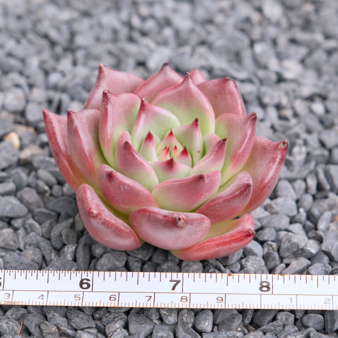 Echeveria Somnium Korean Succulent Plant