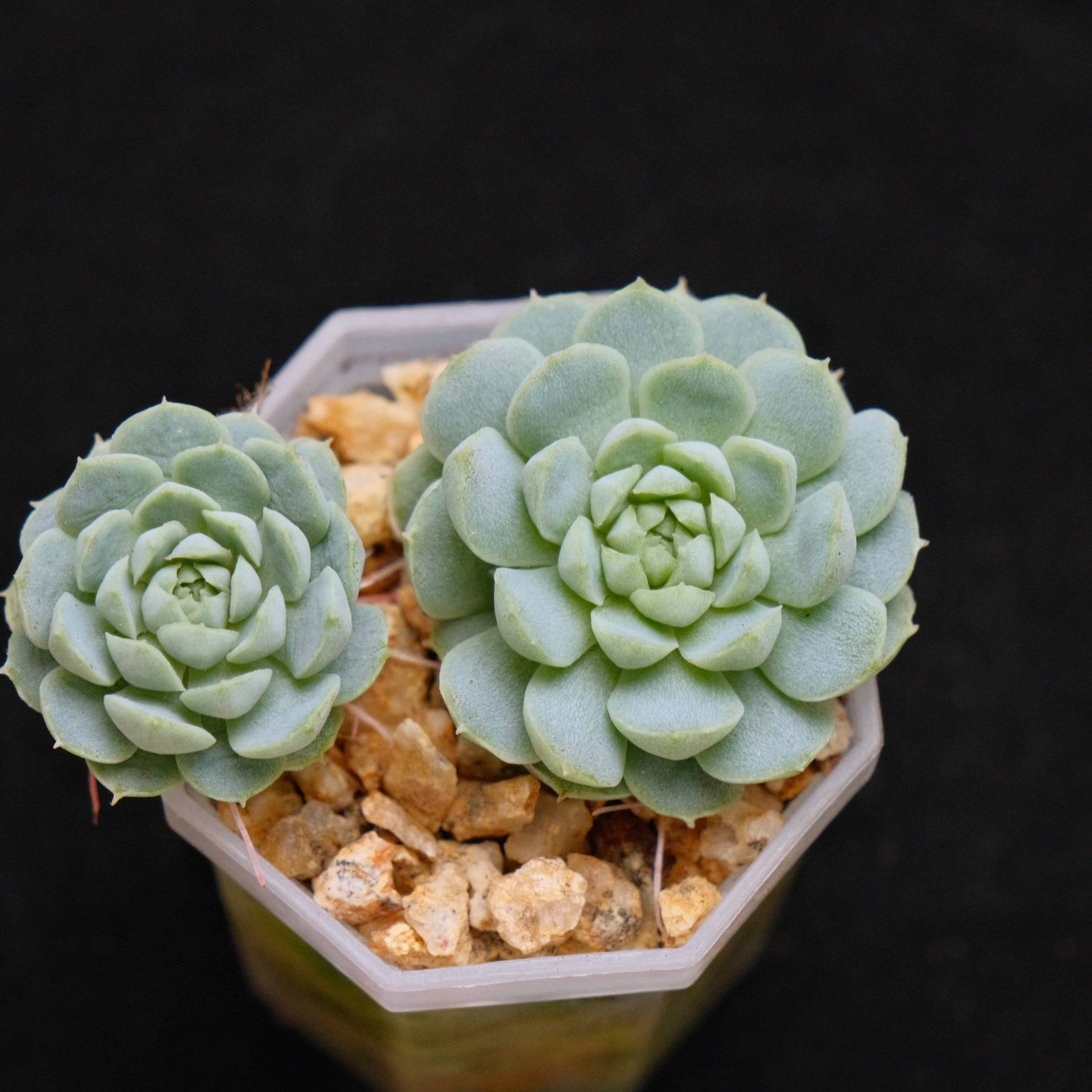 Echeveria Sugar Princess babies Korean Succulent Plant