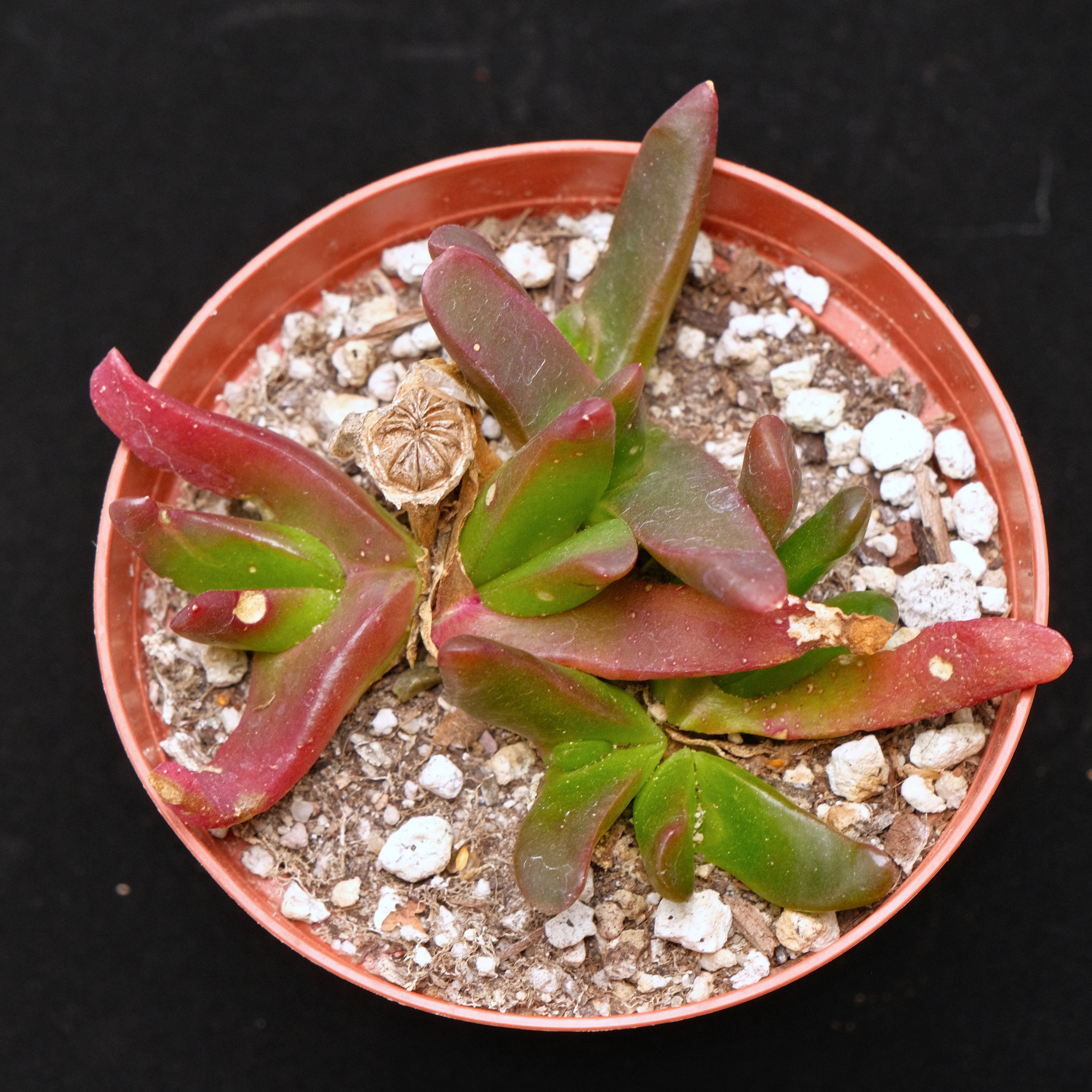 Glottiphyllym nelii Succulent Plant