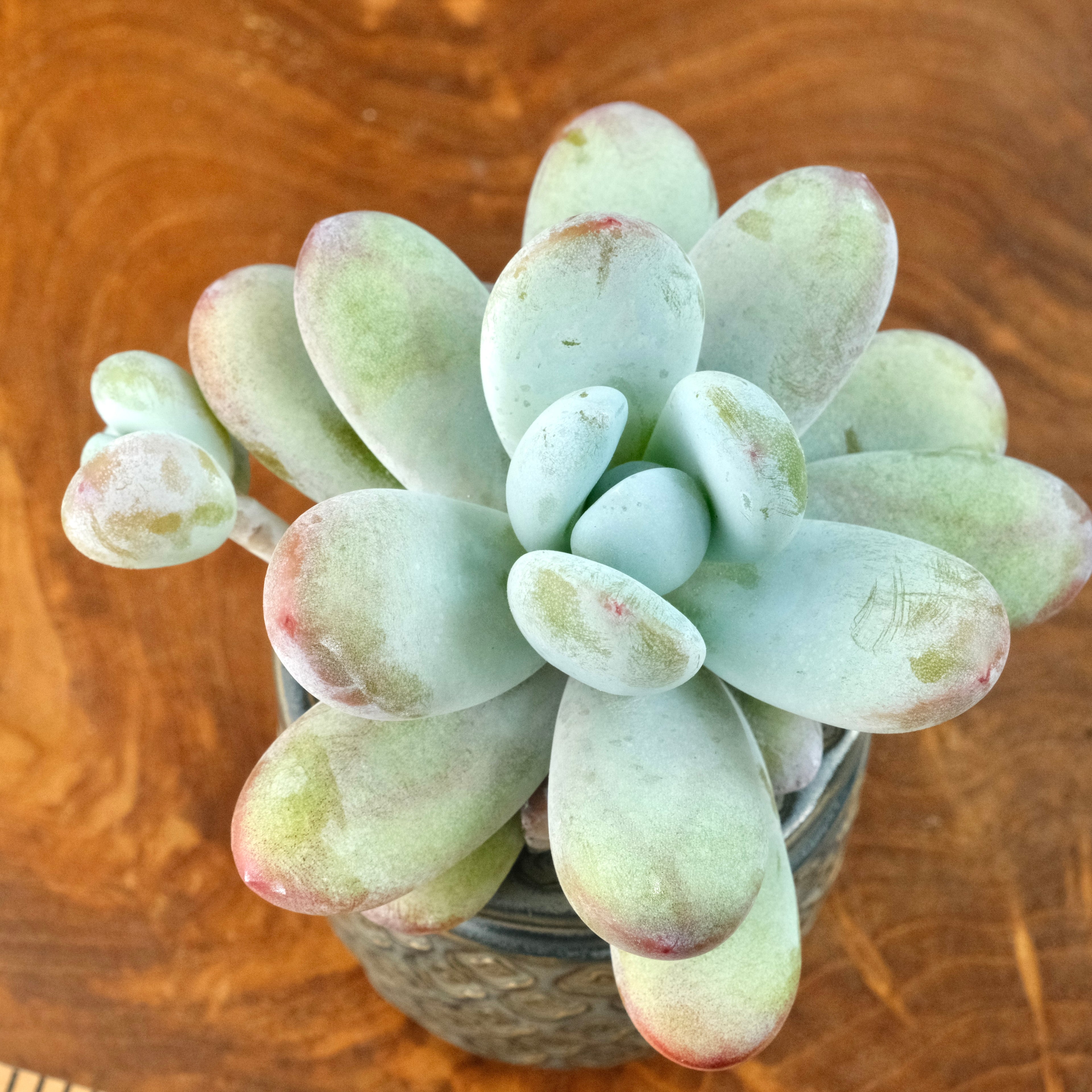 Big Jeronimoa Cuicatecana Korean Succulent Plant