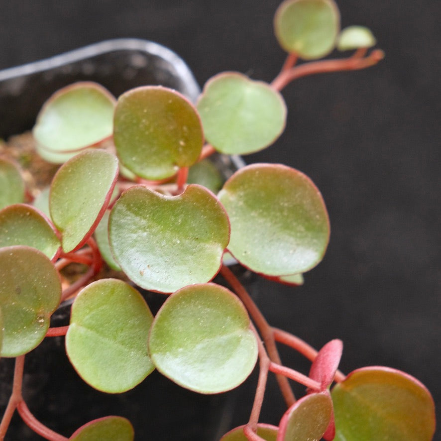 Peperomia Ruby Cascade Succulent Plant