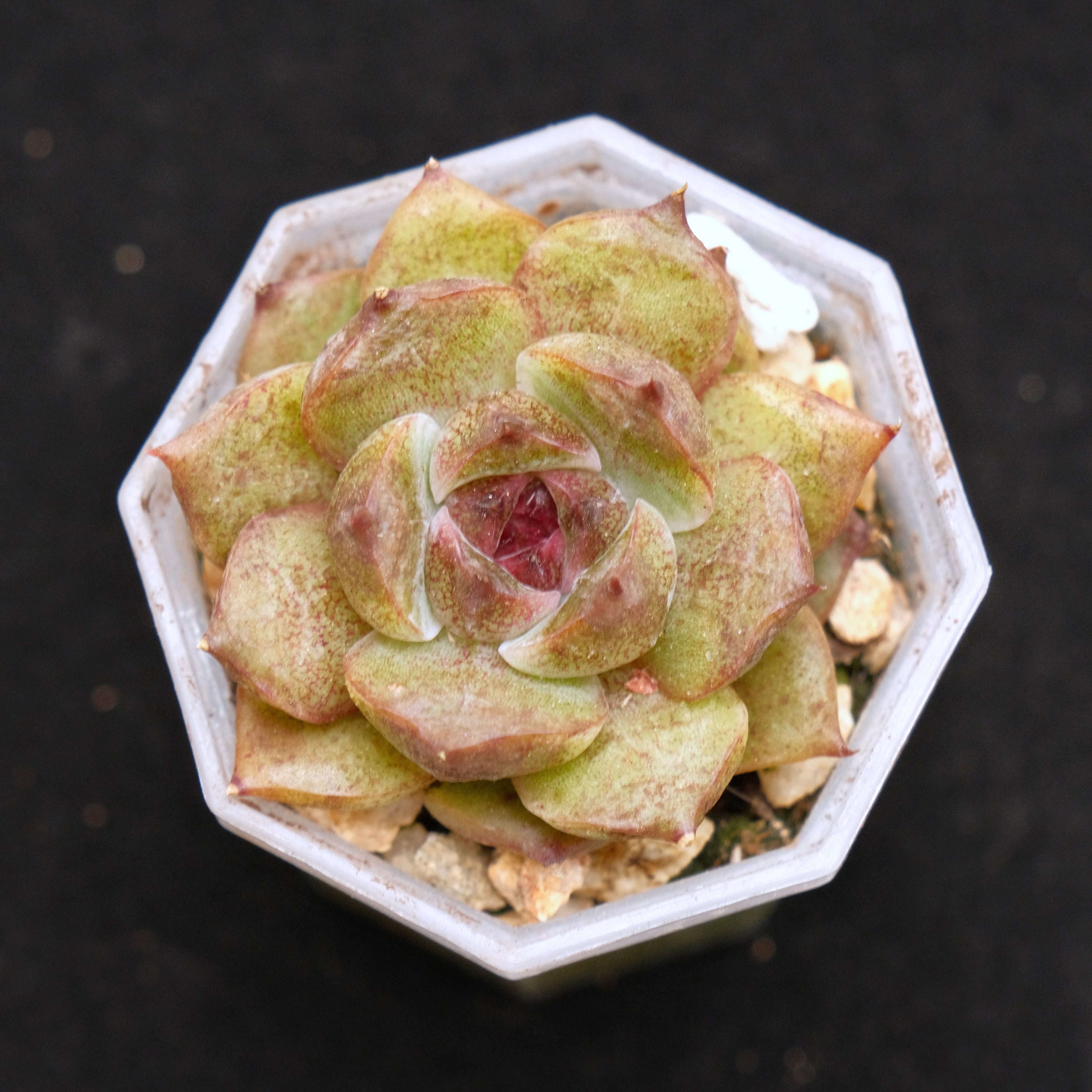 Echeveria Black Crystal Korean Succulent Plant