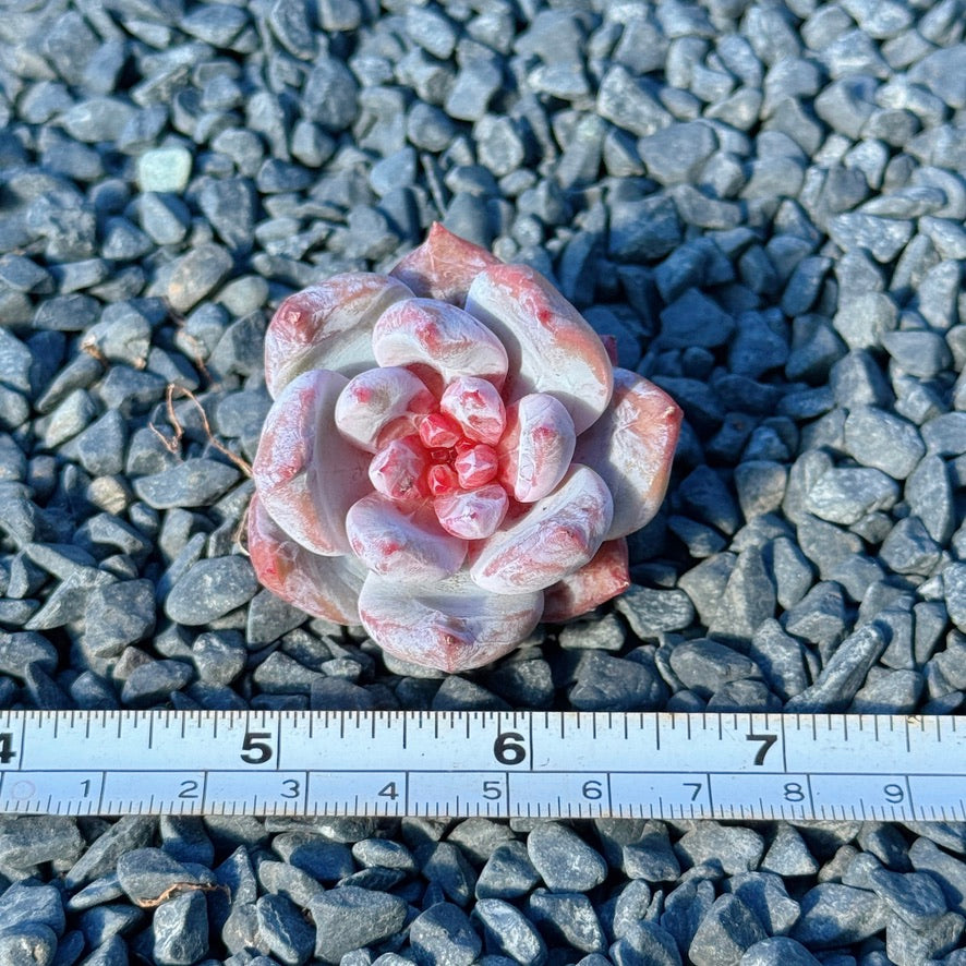 Echeveria Special Trumso Succulent Plant B