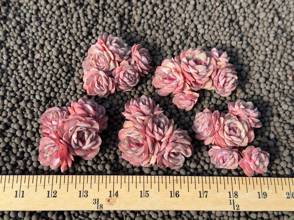 Echeveria Onslow Imported Succulent Plant