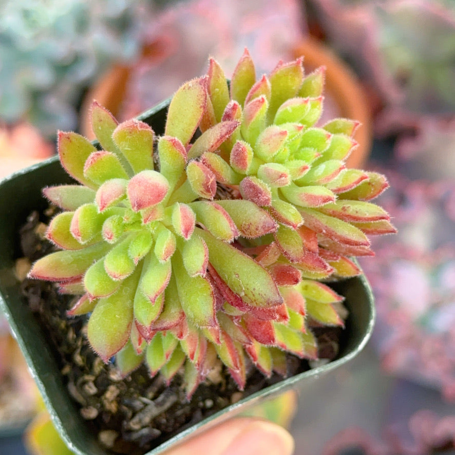 Echeveria Spruce Oliver Succulent Plant