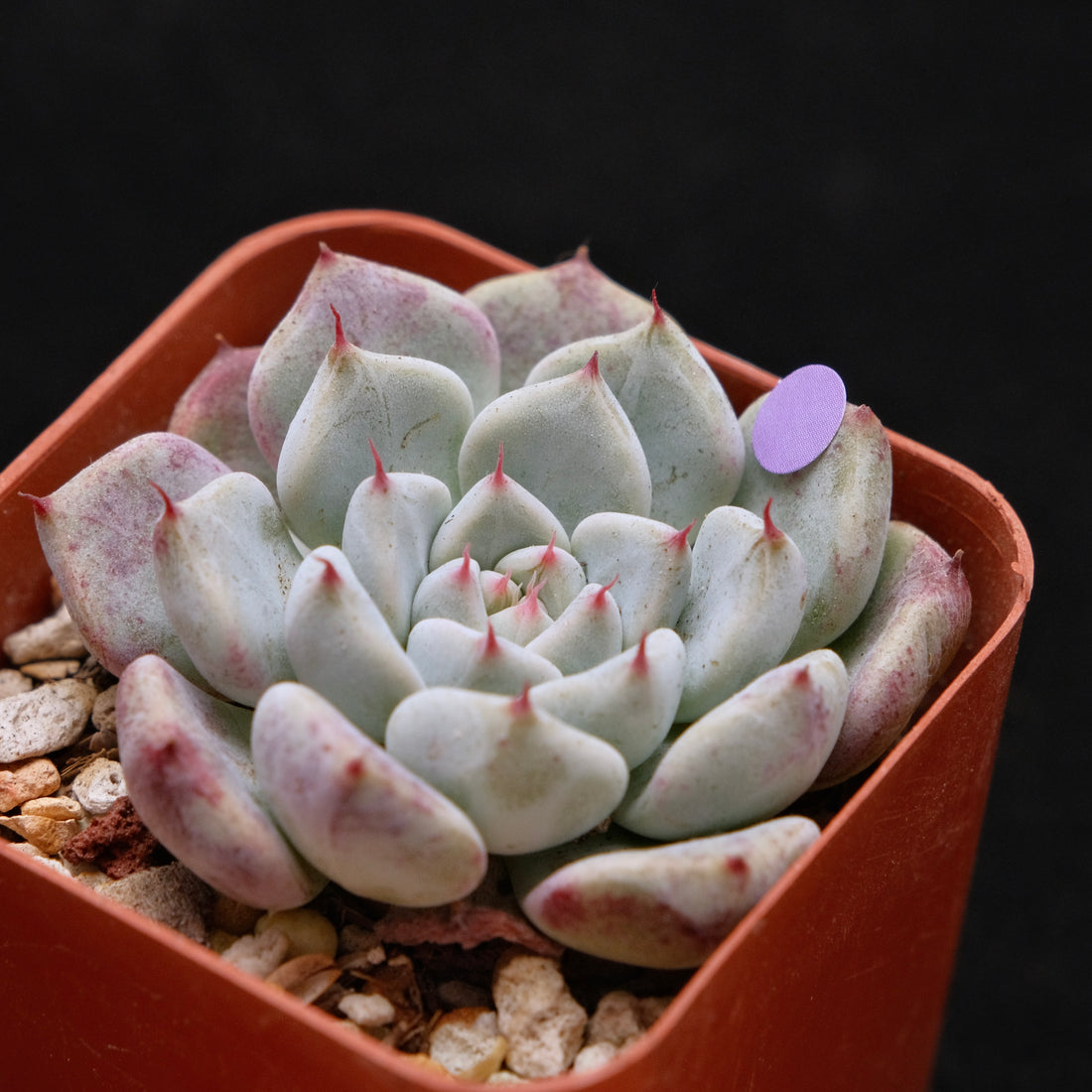 Echeveria Sato Korean Succulent Plant *Rare* Changhee hybrid