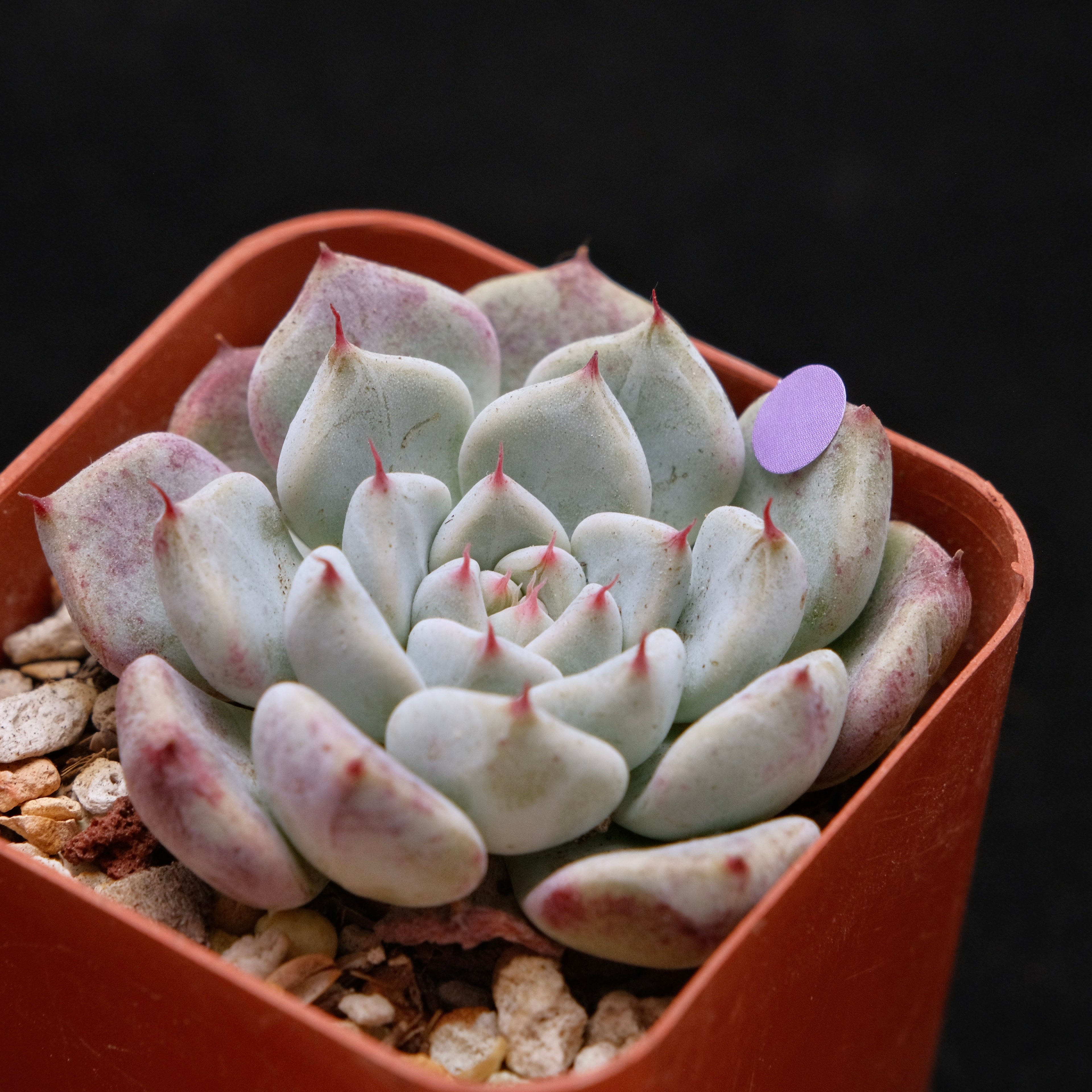 Echeveria Sato Korean Succulent Plant *Rare* Changhee hybrid