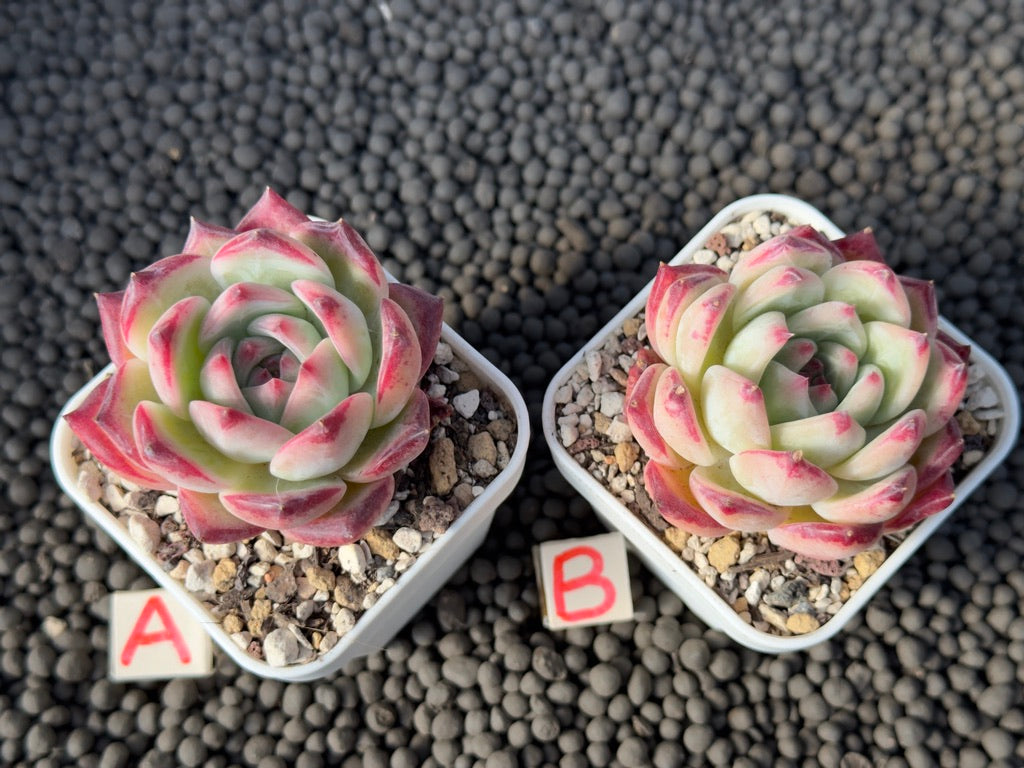 Echeveria Lion Heart Korean Succulent Plant