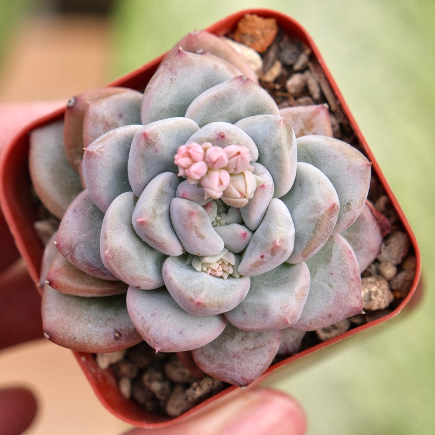 Echeveria Apple Pink Rare Korean Succulent Plant