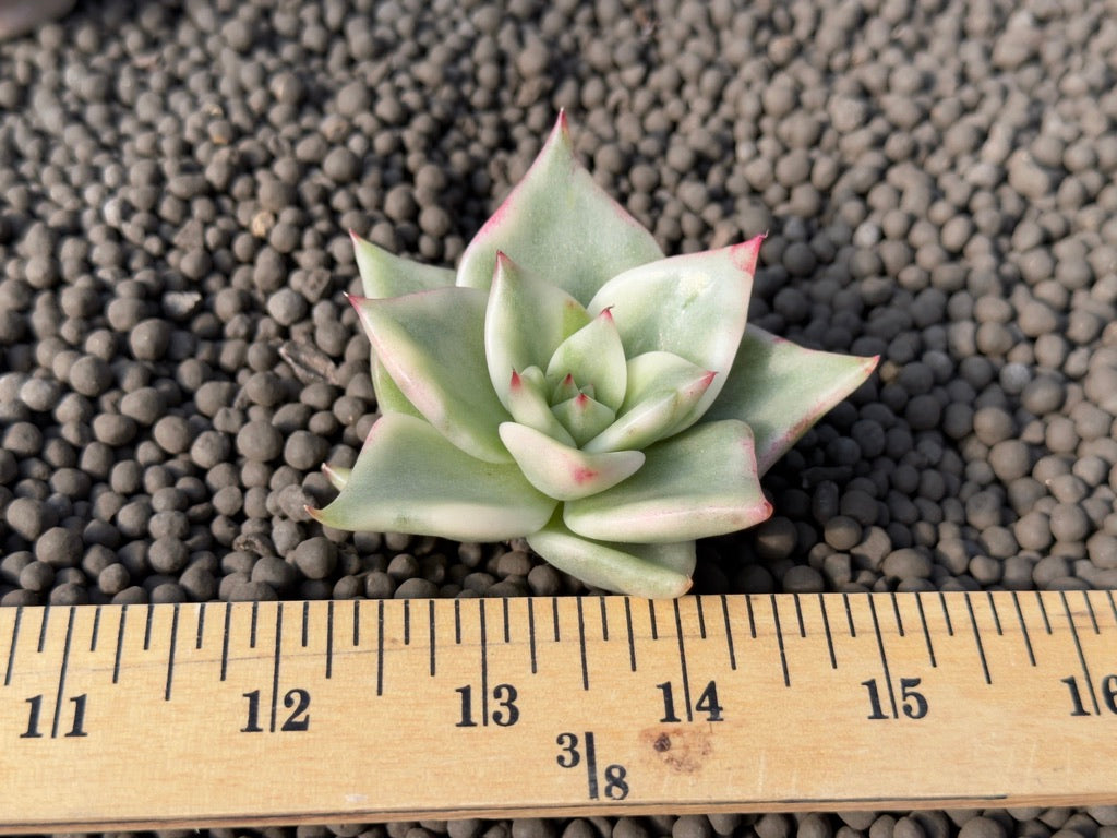 Variegated Echeveria agavoides Korean Succulent Plant