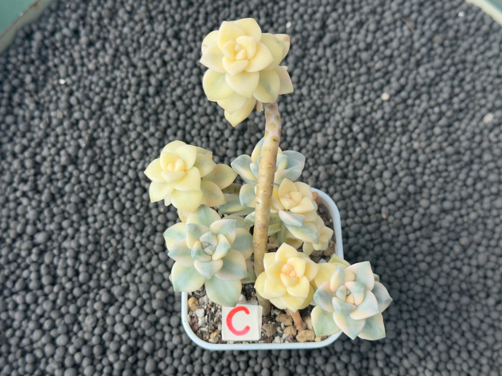 Variegated Gratpoveria Titubans Imported Succulent Plant