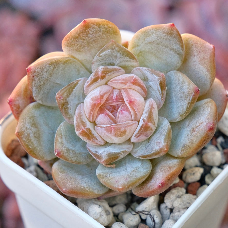 Echeveria Phantom of Pink Korean Succulent Plant