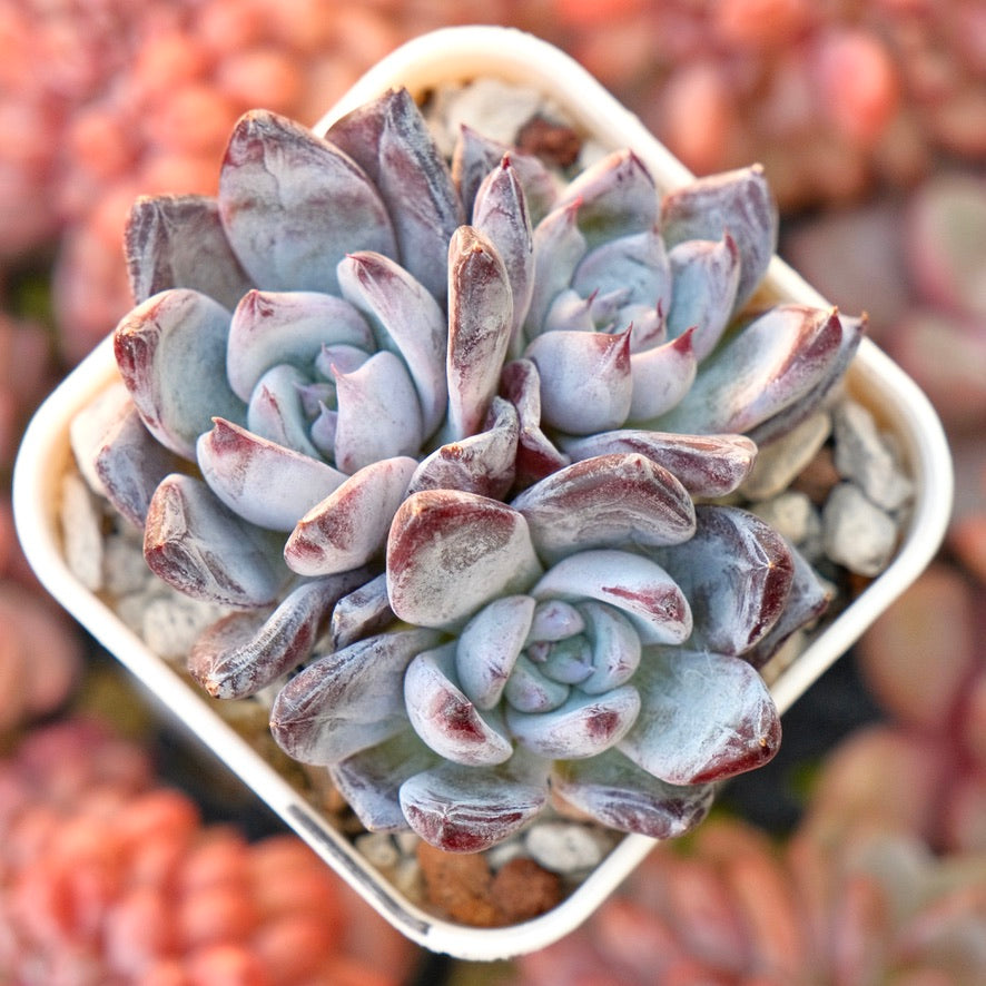Echeveria Black Sabbath Cluster Korean Succulent Plant