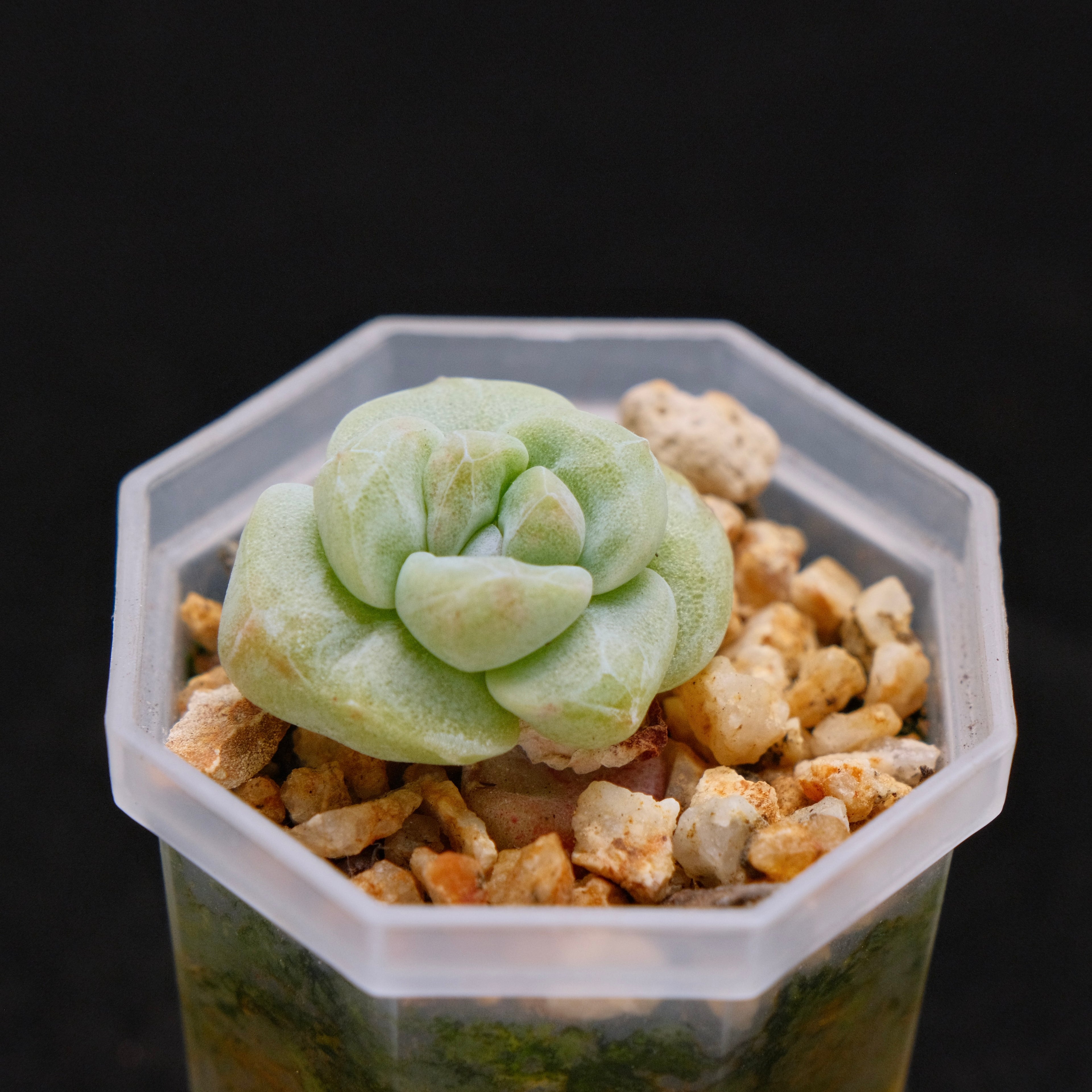 Monstrose Echeveria Ice Green baby Korean Succulent Plant