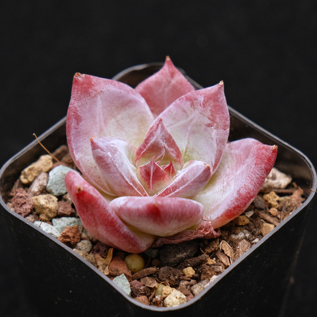 Echeveria Ice Muscle Korean Succulent Plant
