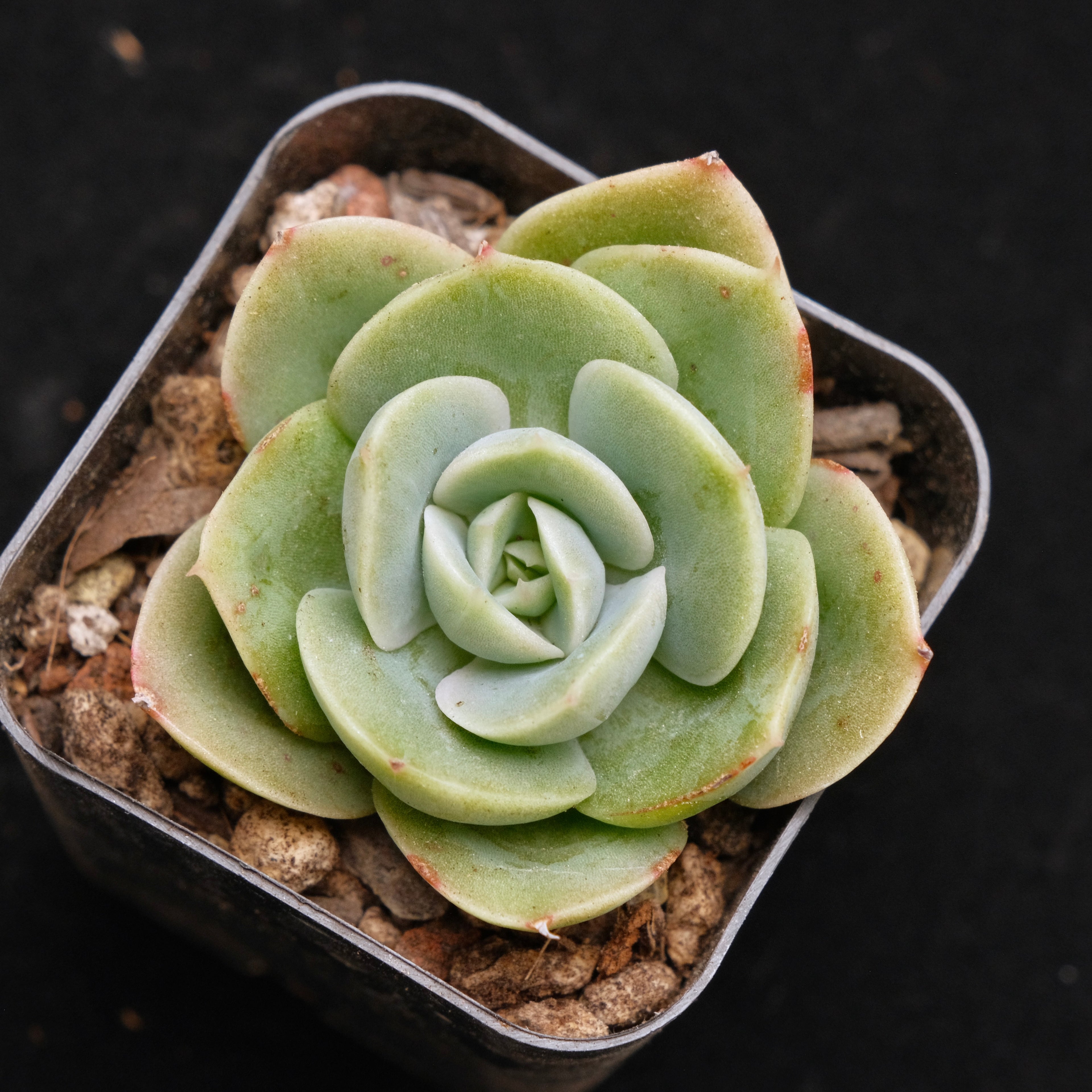 Echeveria Arenas Korean Succulent Plant