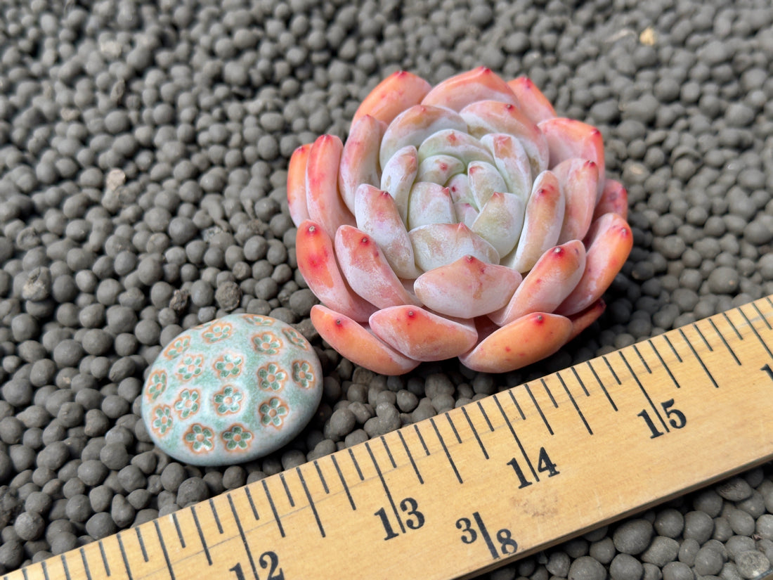 Echeveria Monroe Korean Succulent Plant
