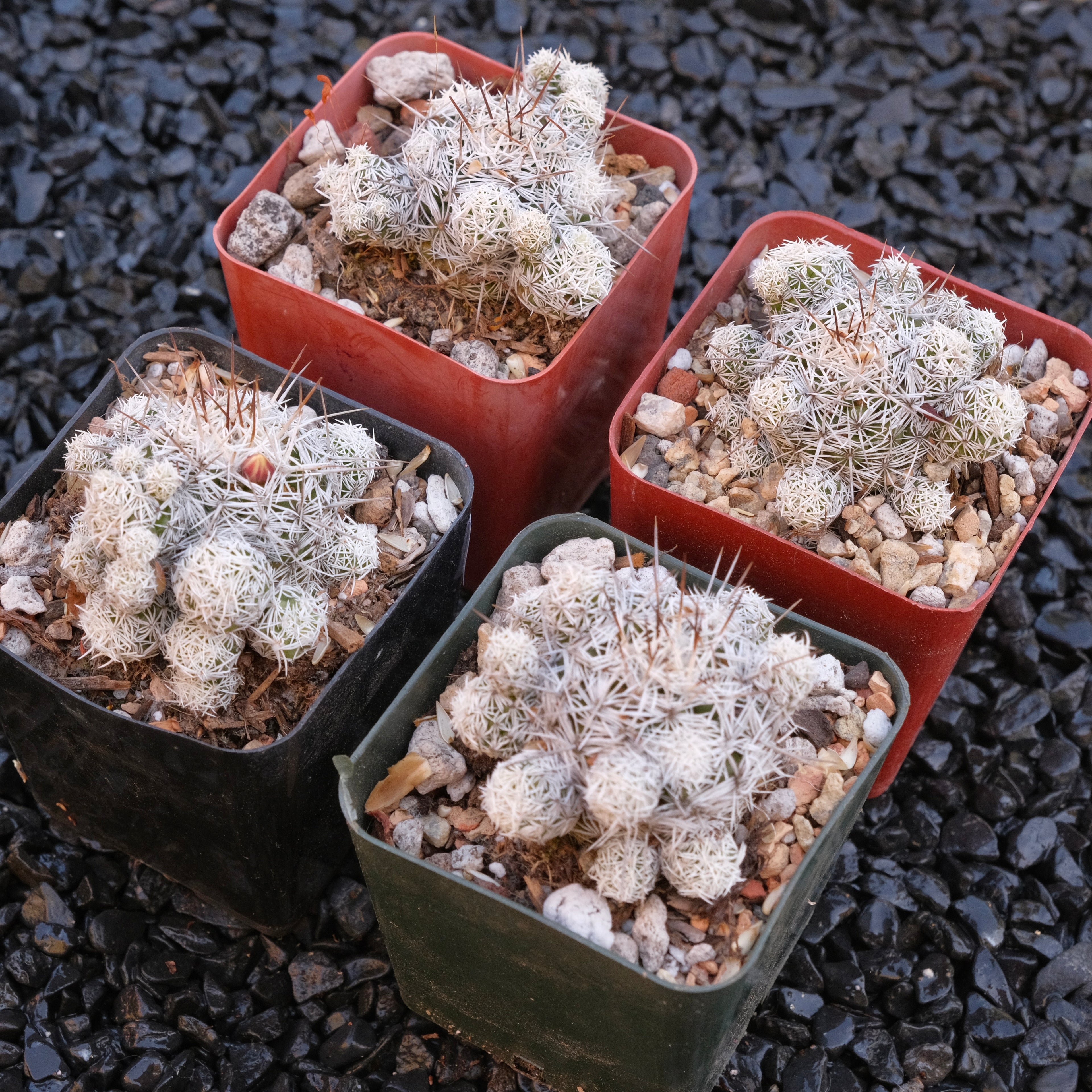 Thimble Cactus Mammillaria gracilis fragilis Locally Grown Succulent Plant