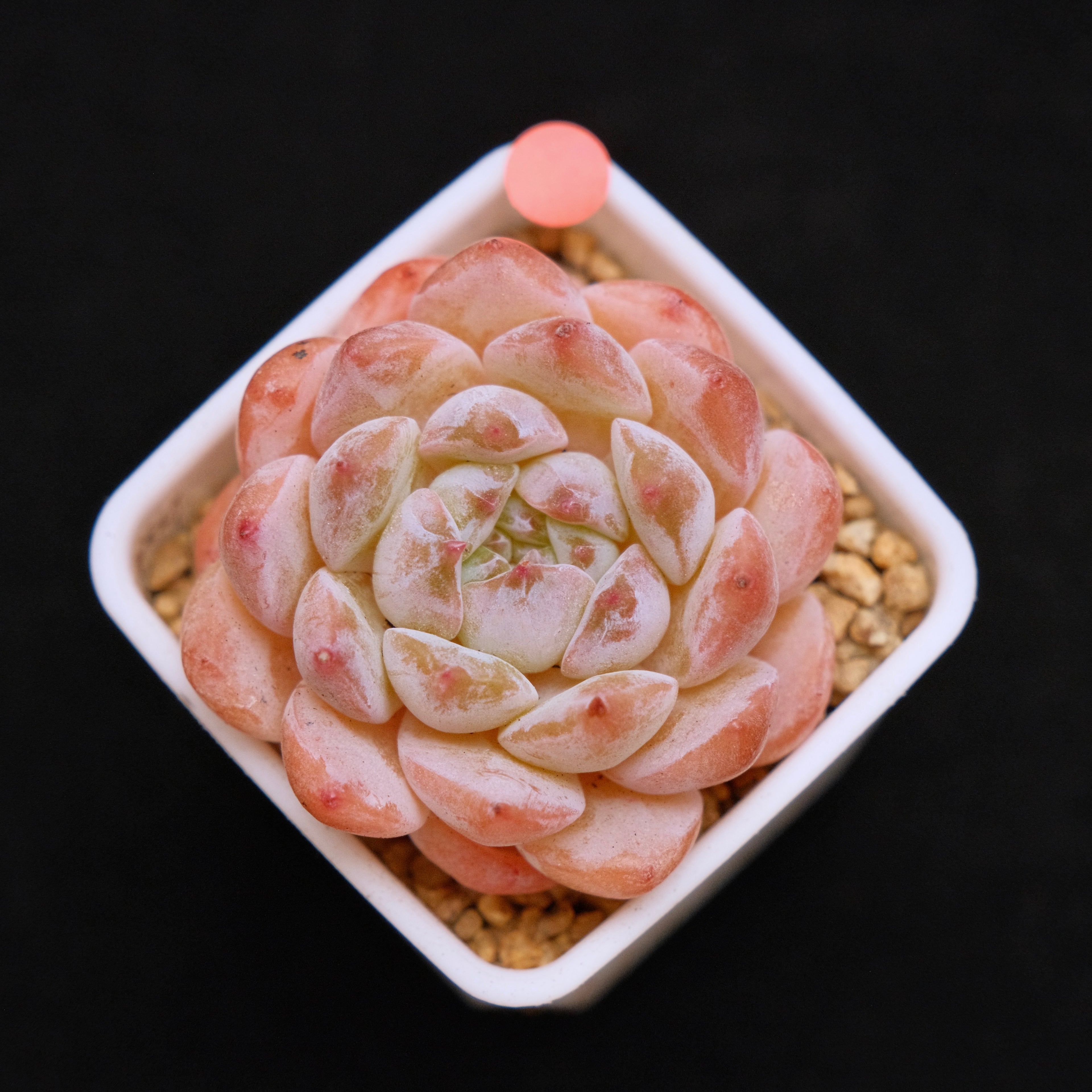 Echeveria Hyalina hybrid Imported Succulent Plant