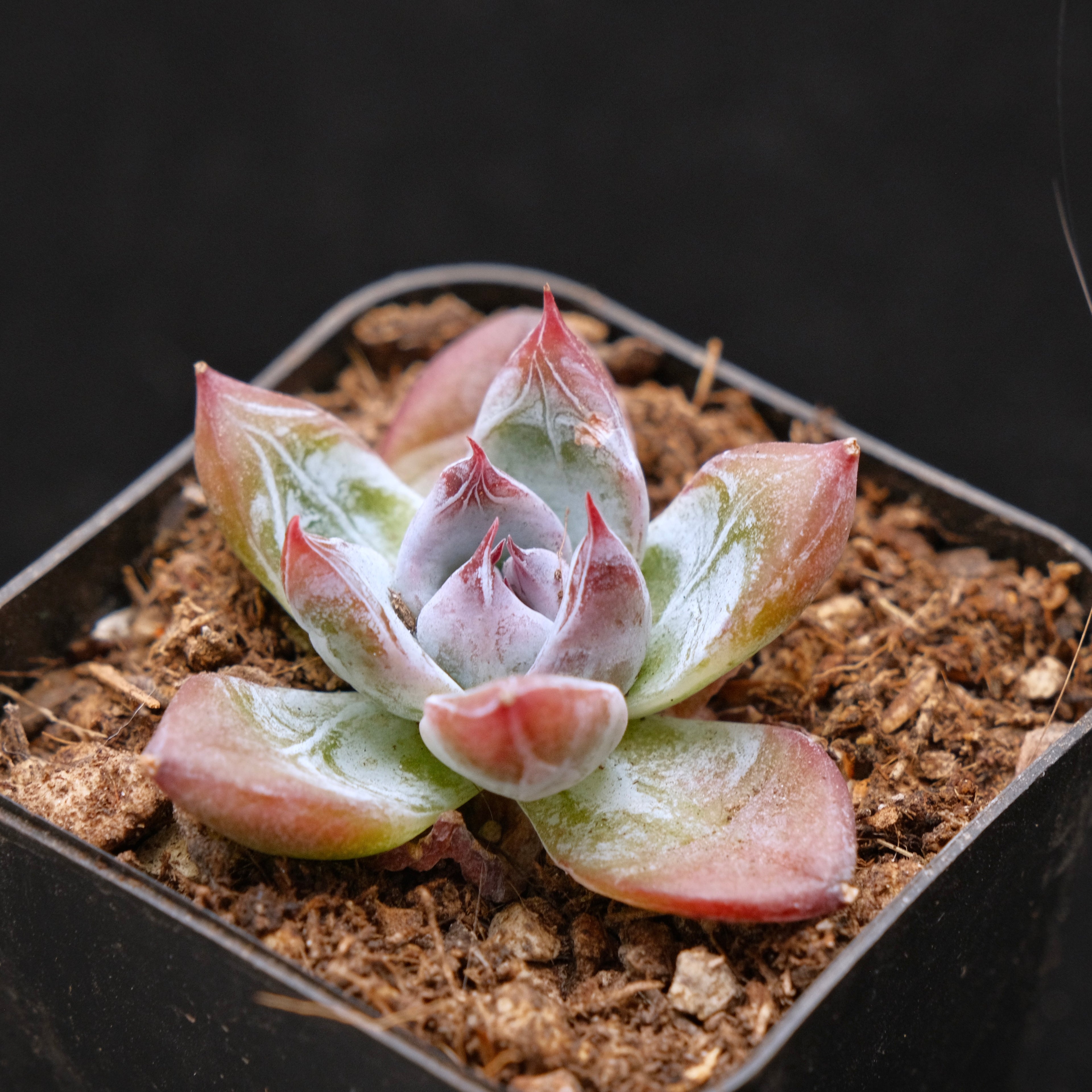 Small Echeveria Black Sabbath Korean Succulent Plant Air Magic Hybrid