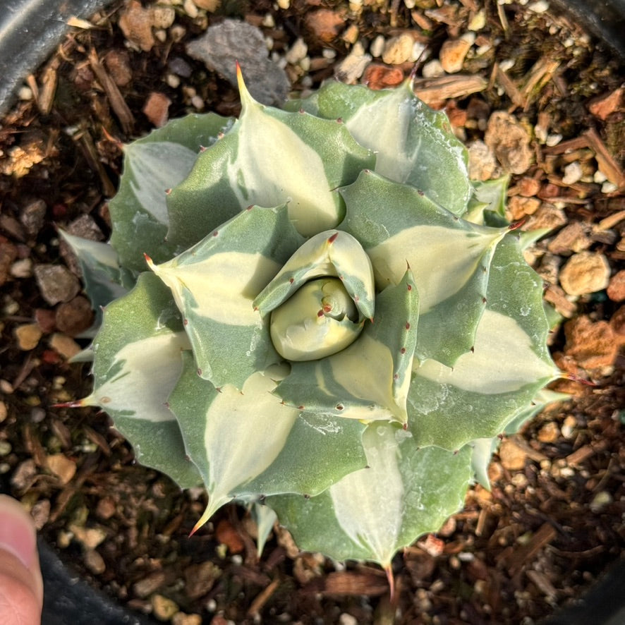 Dwarf Agave isthmensis &