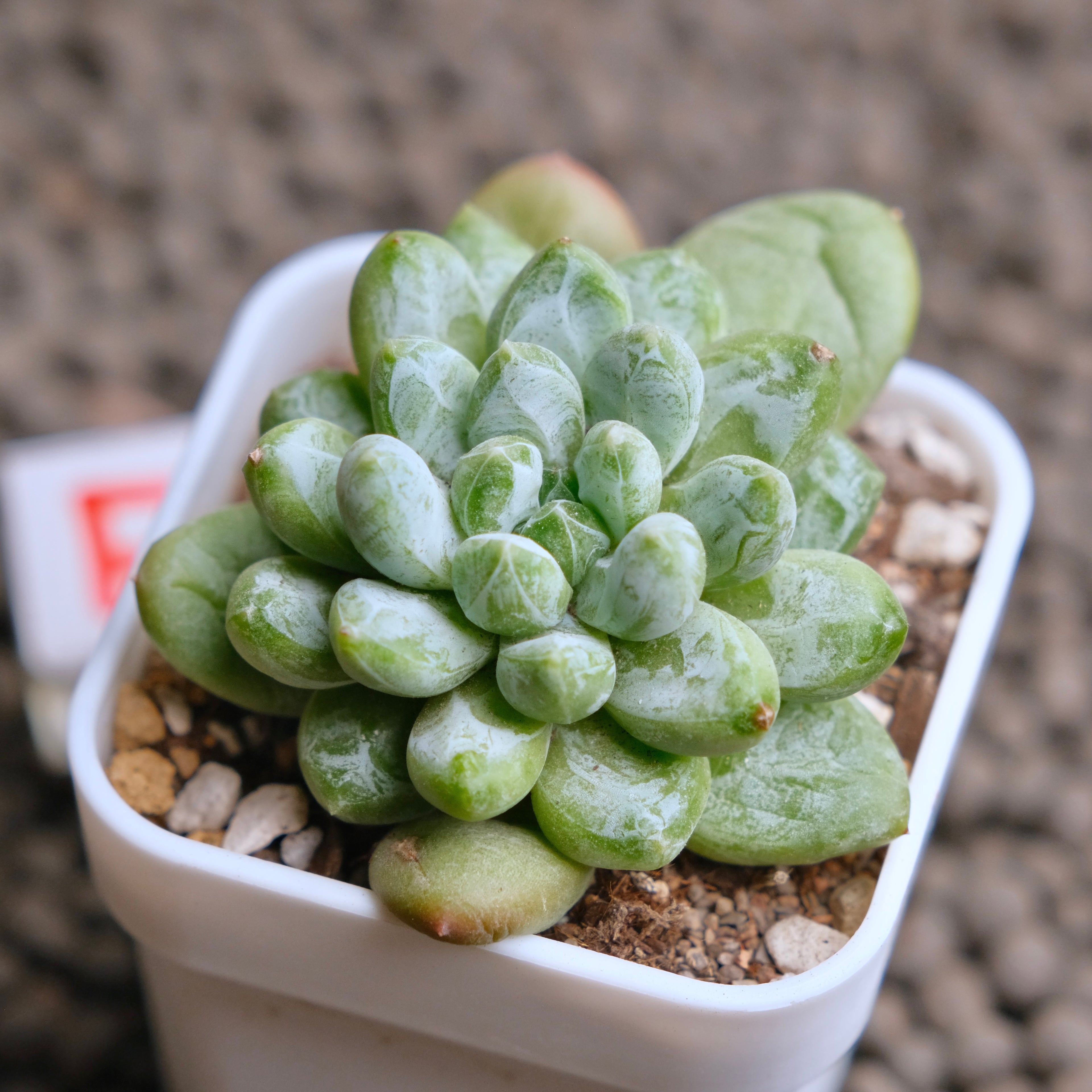 Pachyveria Cocoa Beans Imported Succulent Plant - F