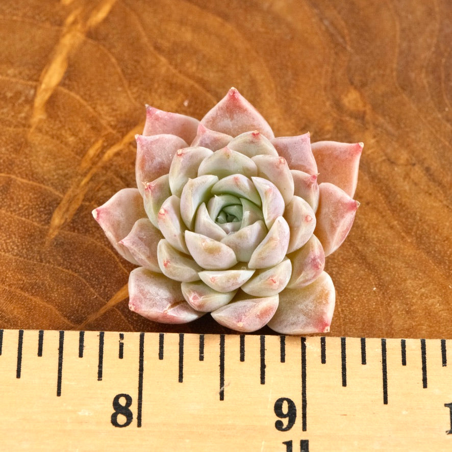 Echeveria Lilac Card Korean Succulent Plant Changhee hybrid