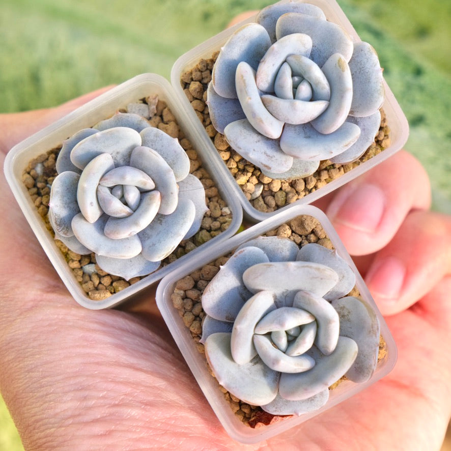 Echeveria Milk Purple Korean Succulent Plant Changhee hybrid