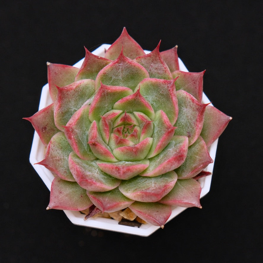 Echeveria Ruby Heart Korean Succulent Plant Changhee hybrid