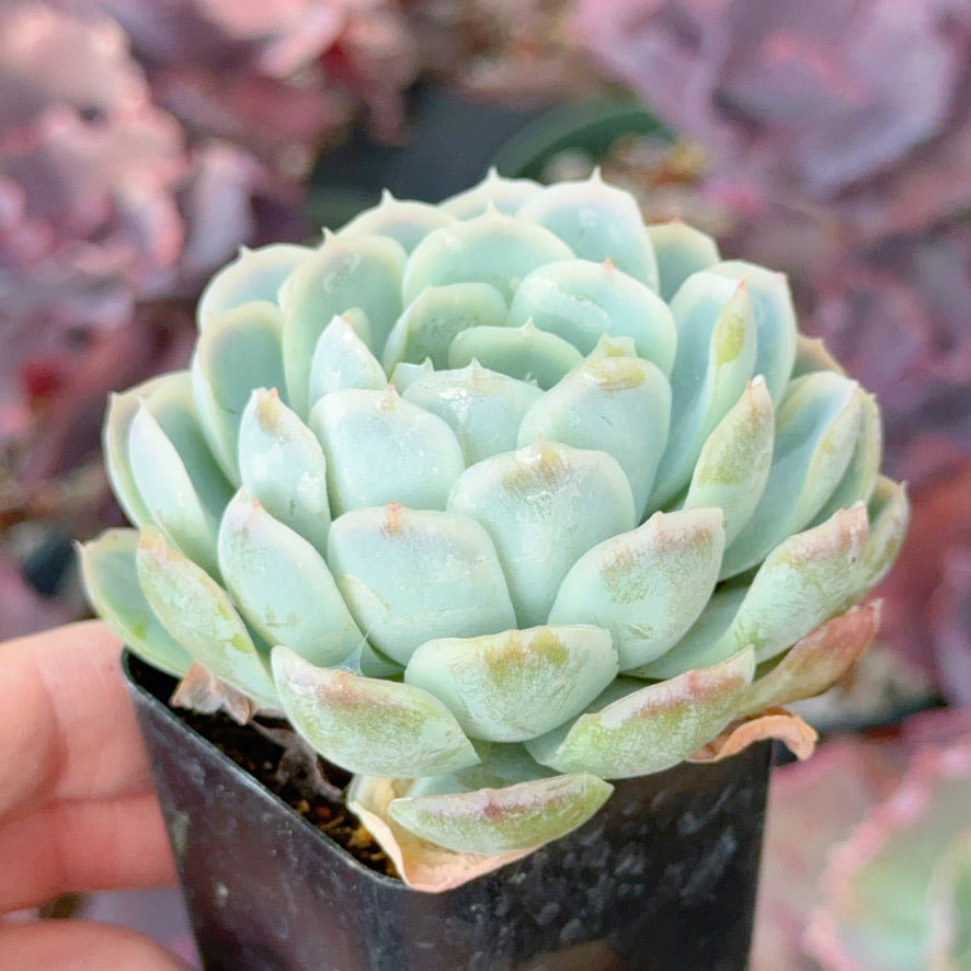 Echeveria elegans (bigger) Succulent Plant