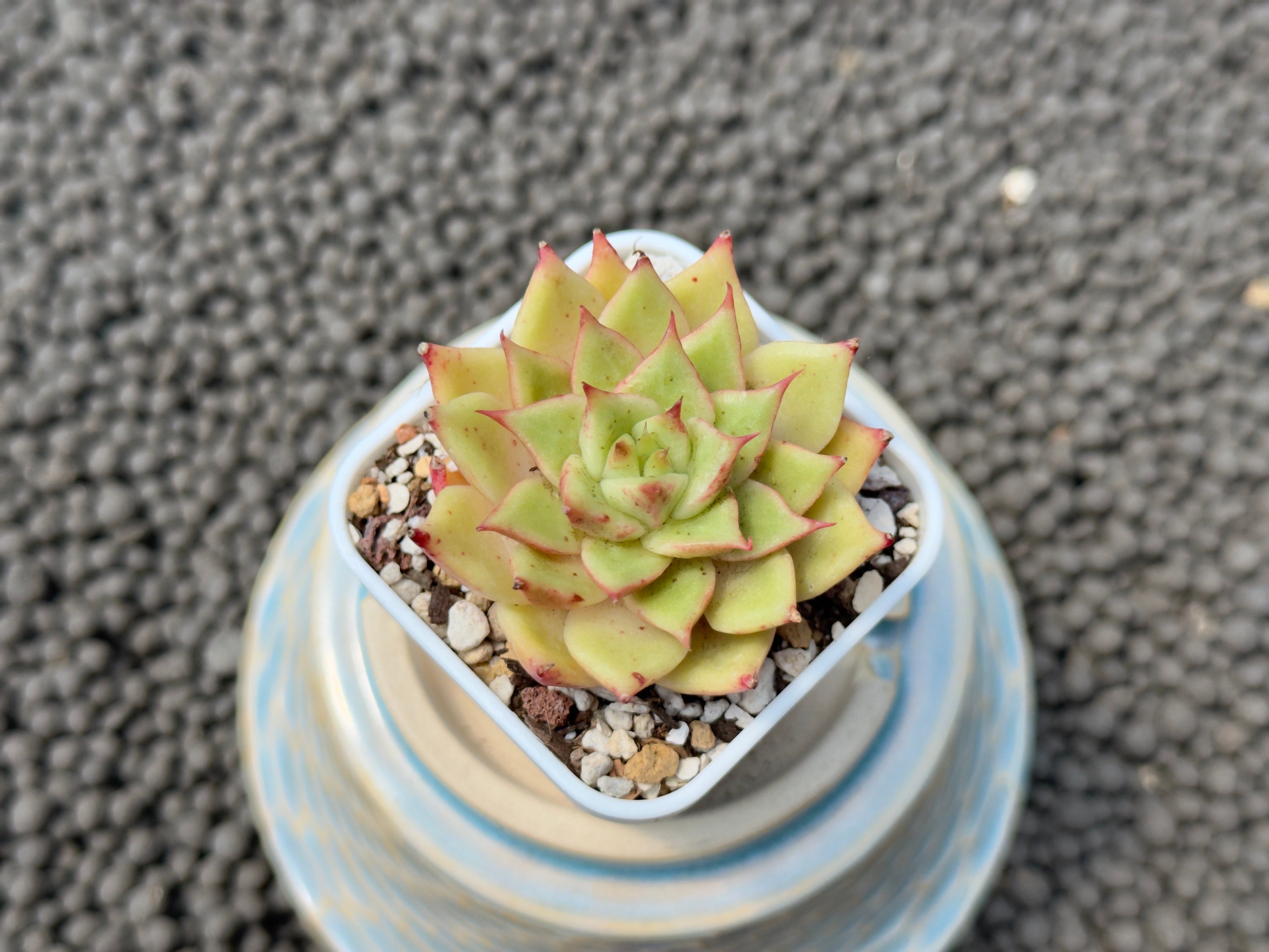 Echeveria Lilith Korean Succulent Plant Hwaga Hybrid