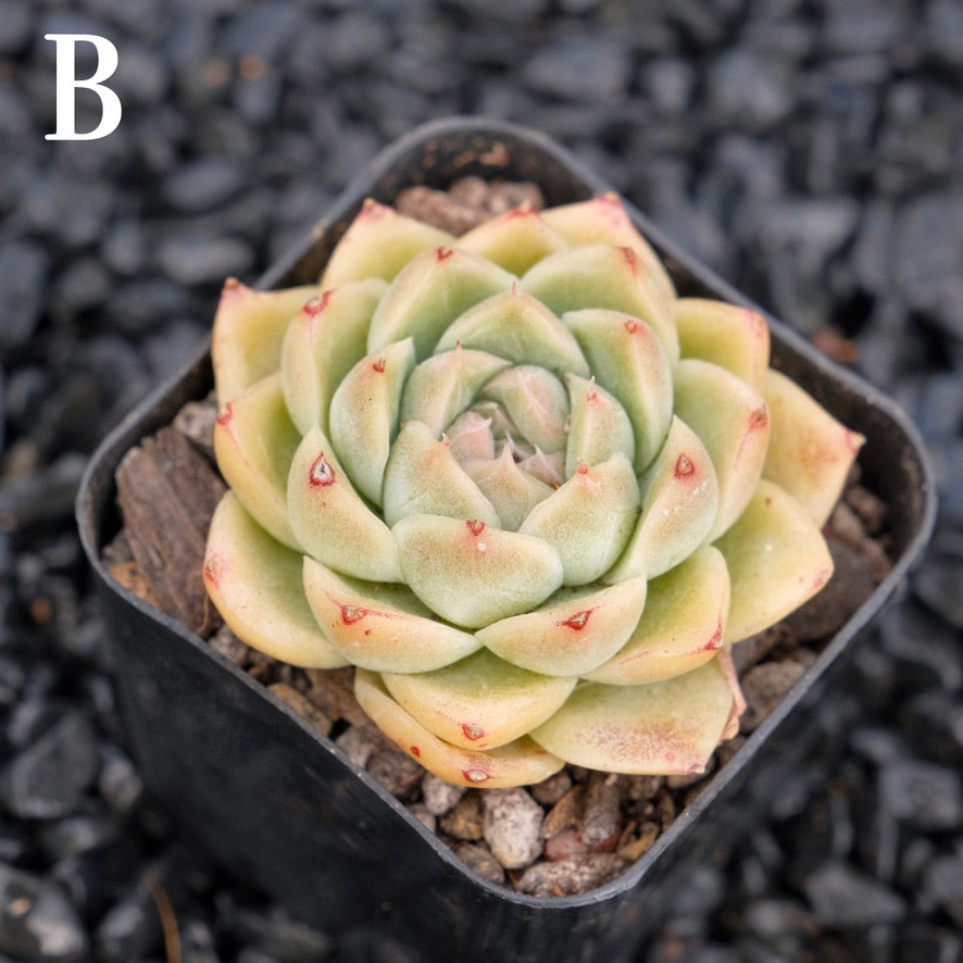 Echeveria Mario B Korean Imported Succulent Plant