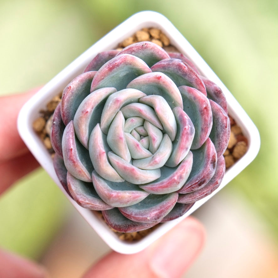 Echeveria Purple Ice Korean Succulent Plant