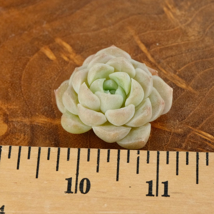 Echeveria Ice Castle Korean Succulent Plant Changhee hybird