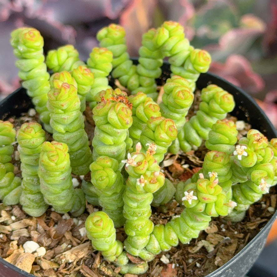 Crassula baby necklace Succulent Plant