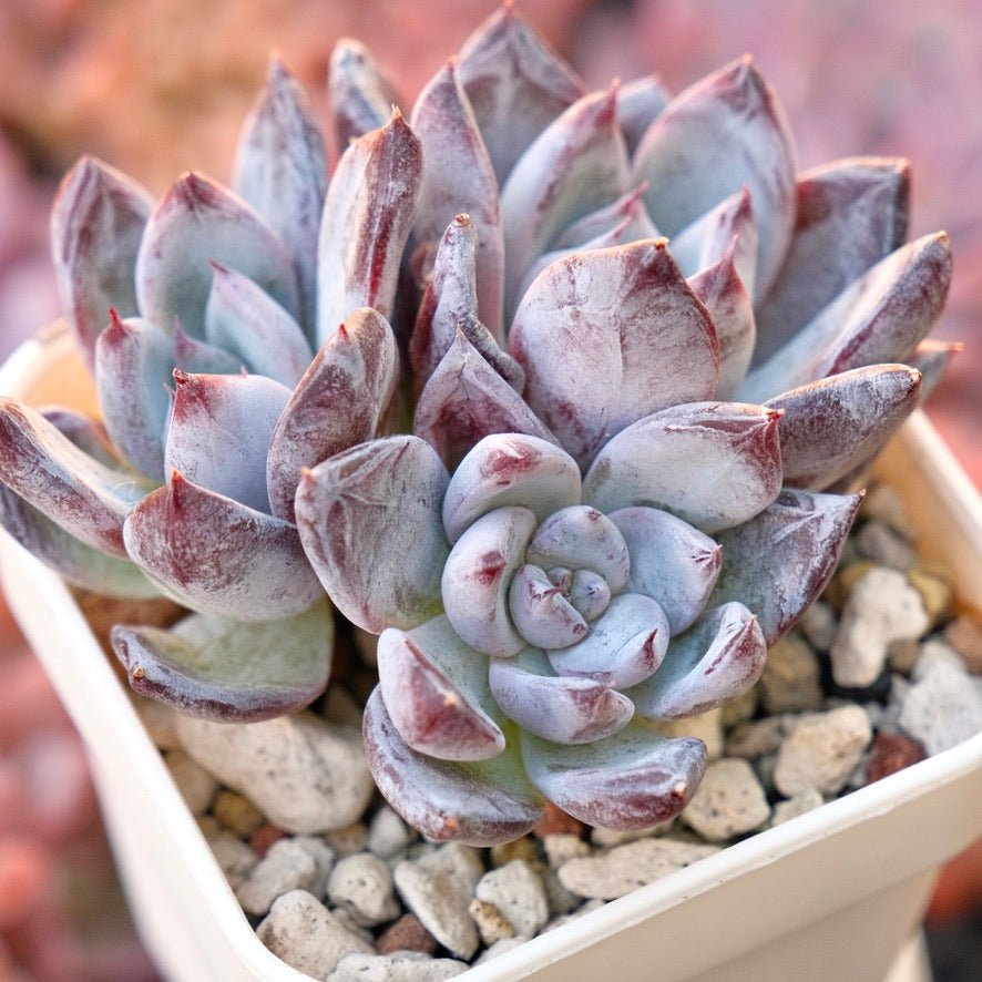 Echeveria Black Sabbath Cluster Korean Succulent Plant