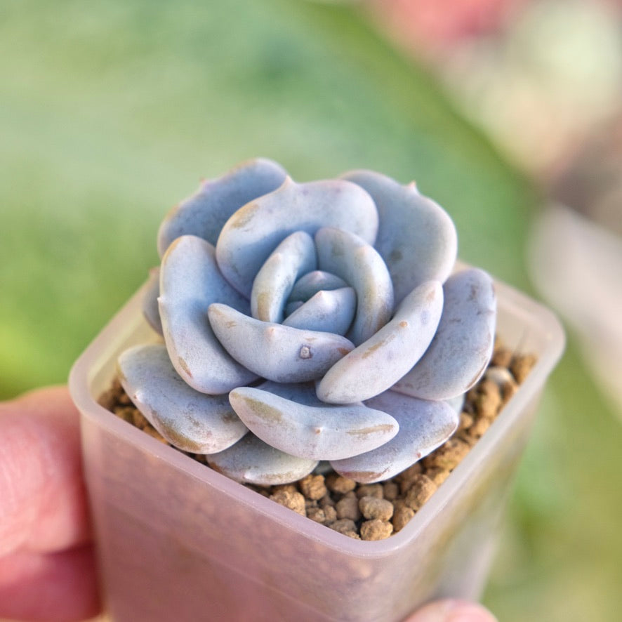 Echeveria Milk Purple Korean Succulent Plant Changhee hybrid