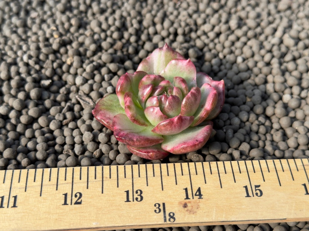 Variegated Echeveria Dark Pamela Korean Succulent Plant