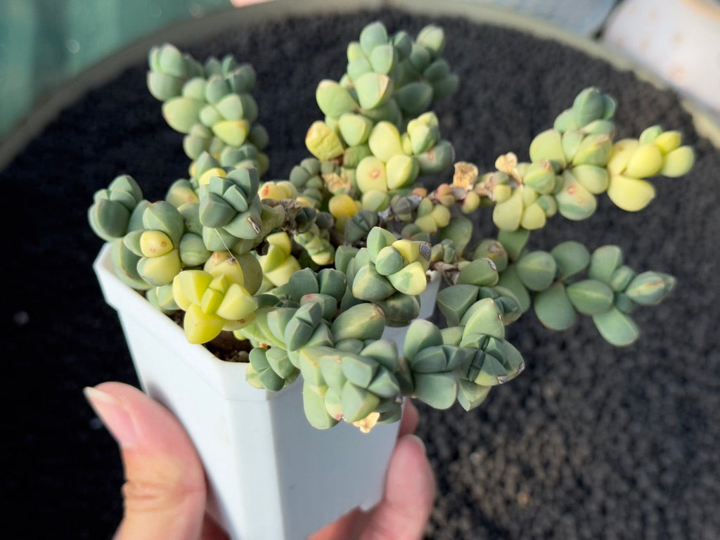 Variegated Corpuscularia lehmannii Korean Succulent Plant