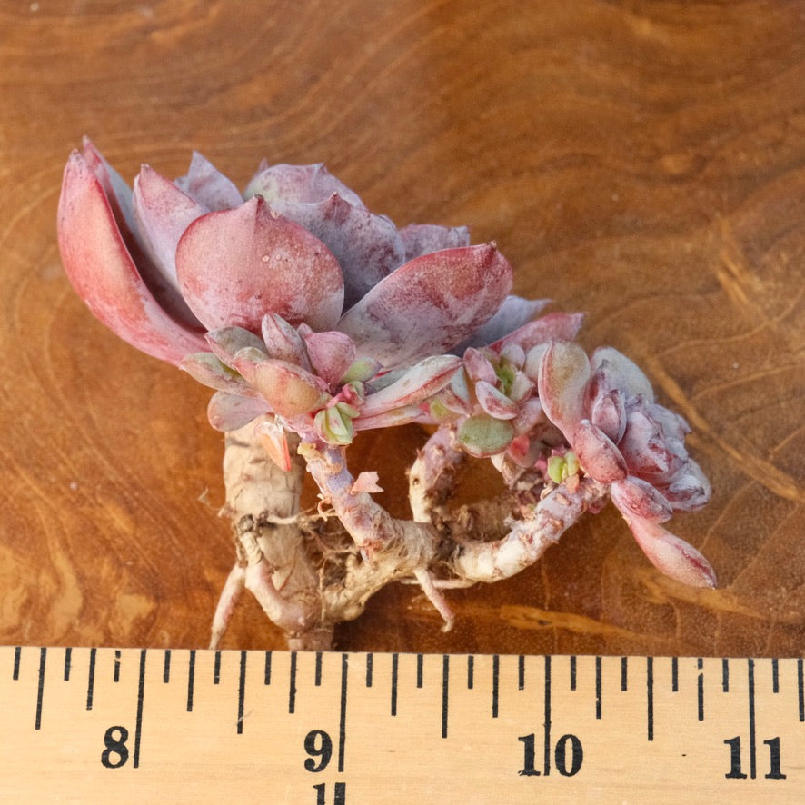 Echeveria Anything cluster Korean Succulent Plant