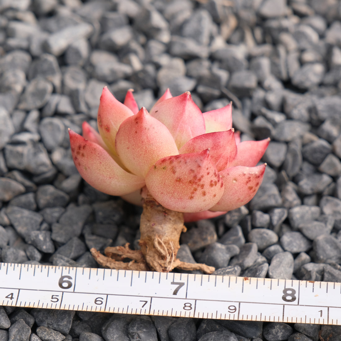 Echeveria hybrid Korean Succulent Plant