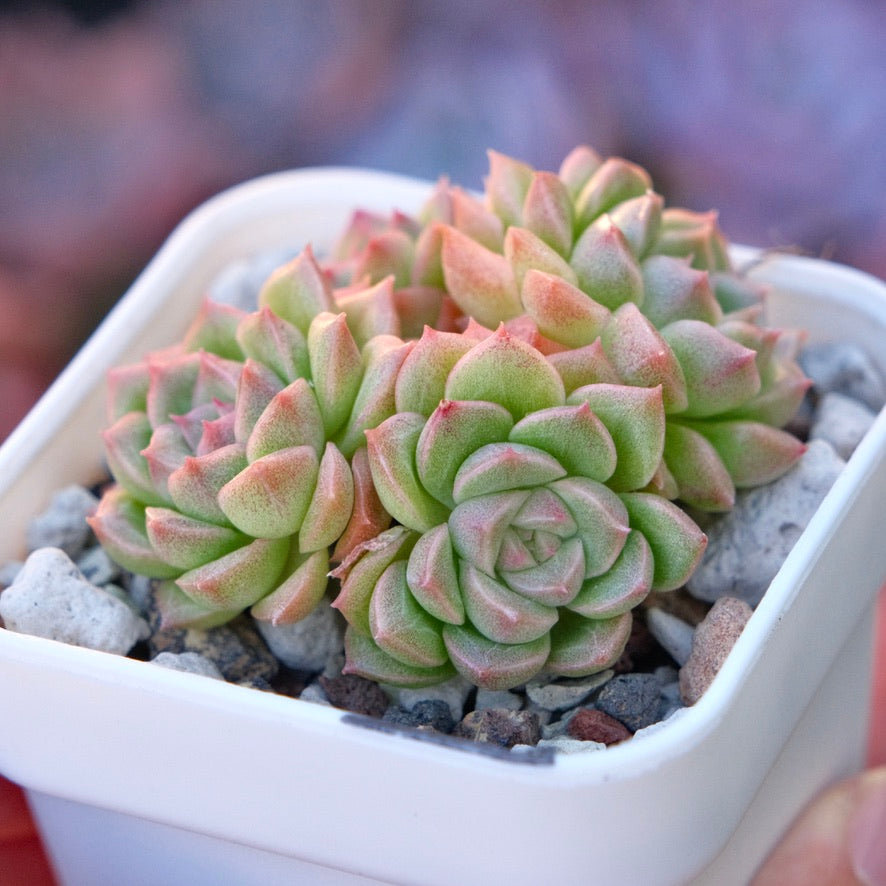 Echeveria Endless cluster Korean Succulent Plant