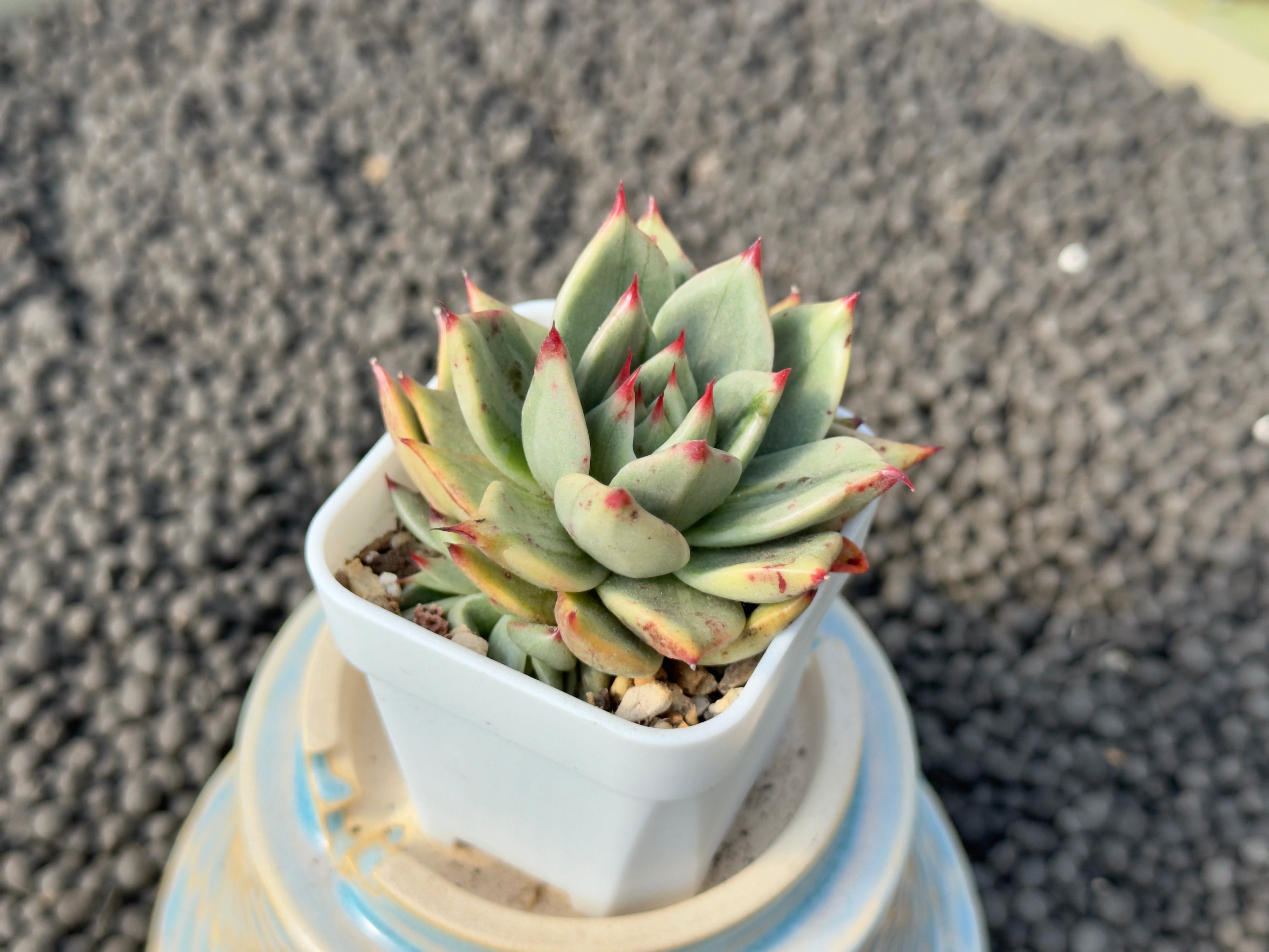 Variegated Echeveria Leopard Korean Succulent Plant