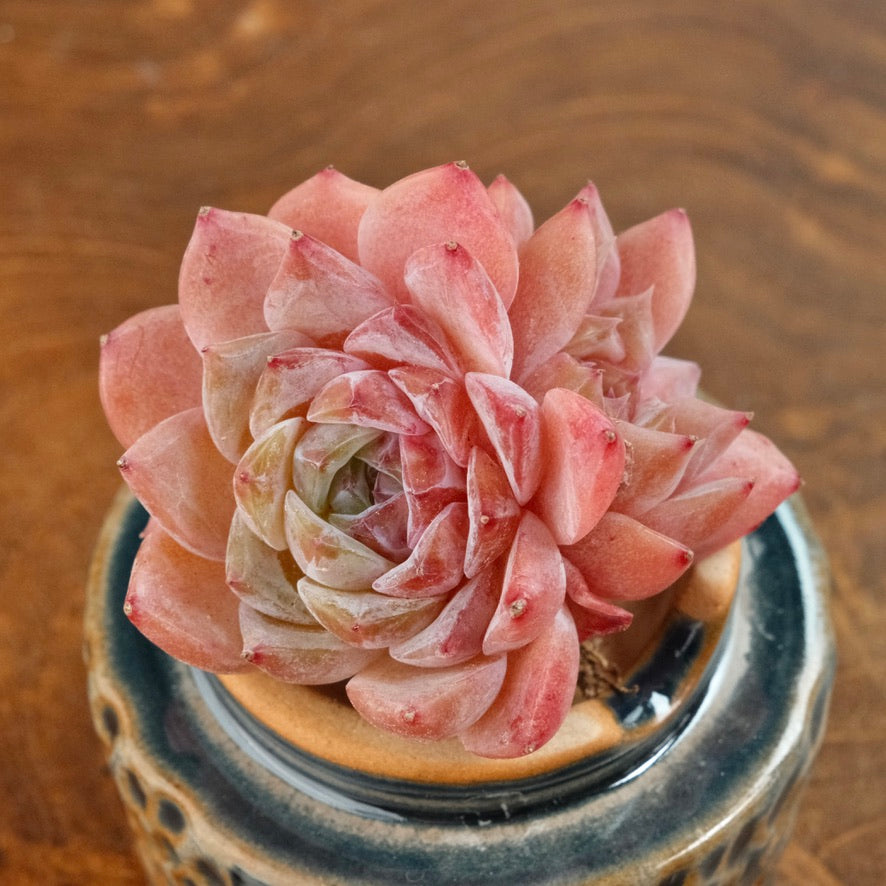 Echeveria Pink Amber triple Imported Succulent Plant