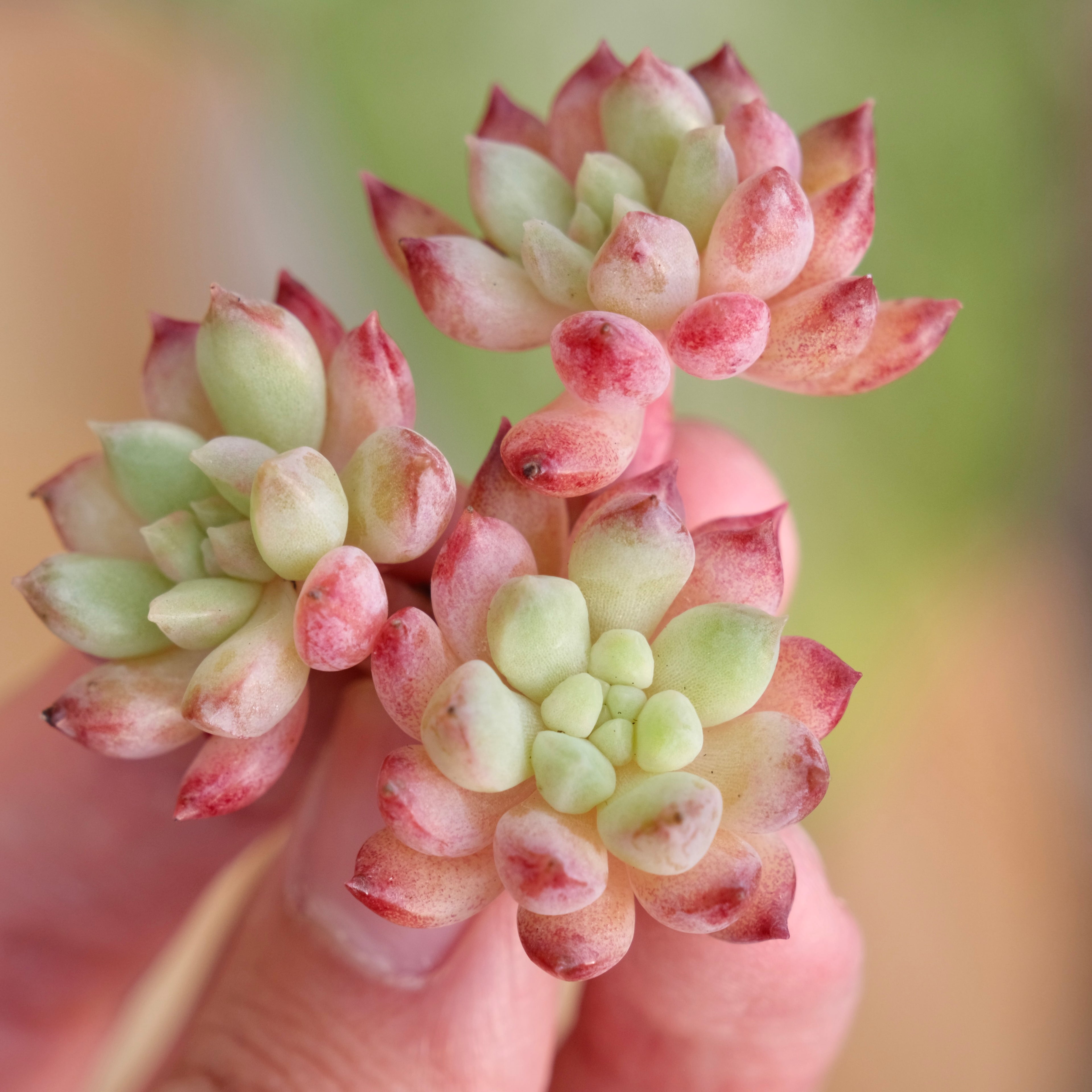 Echeveria Neon Egg Imported Succulent Plant