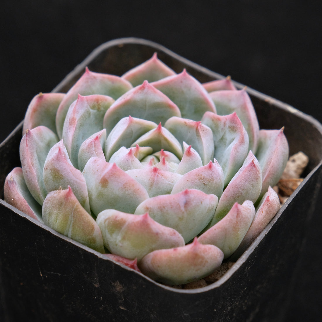 Echeveria hybrid Korean Succulent Plant (gets facets)